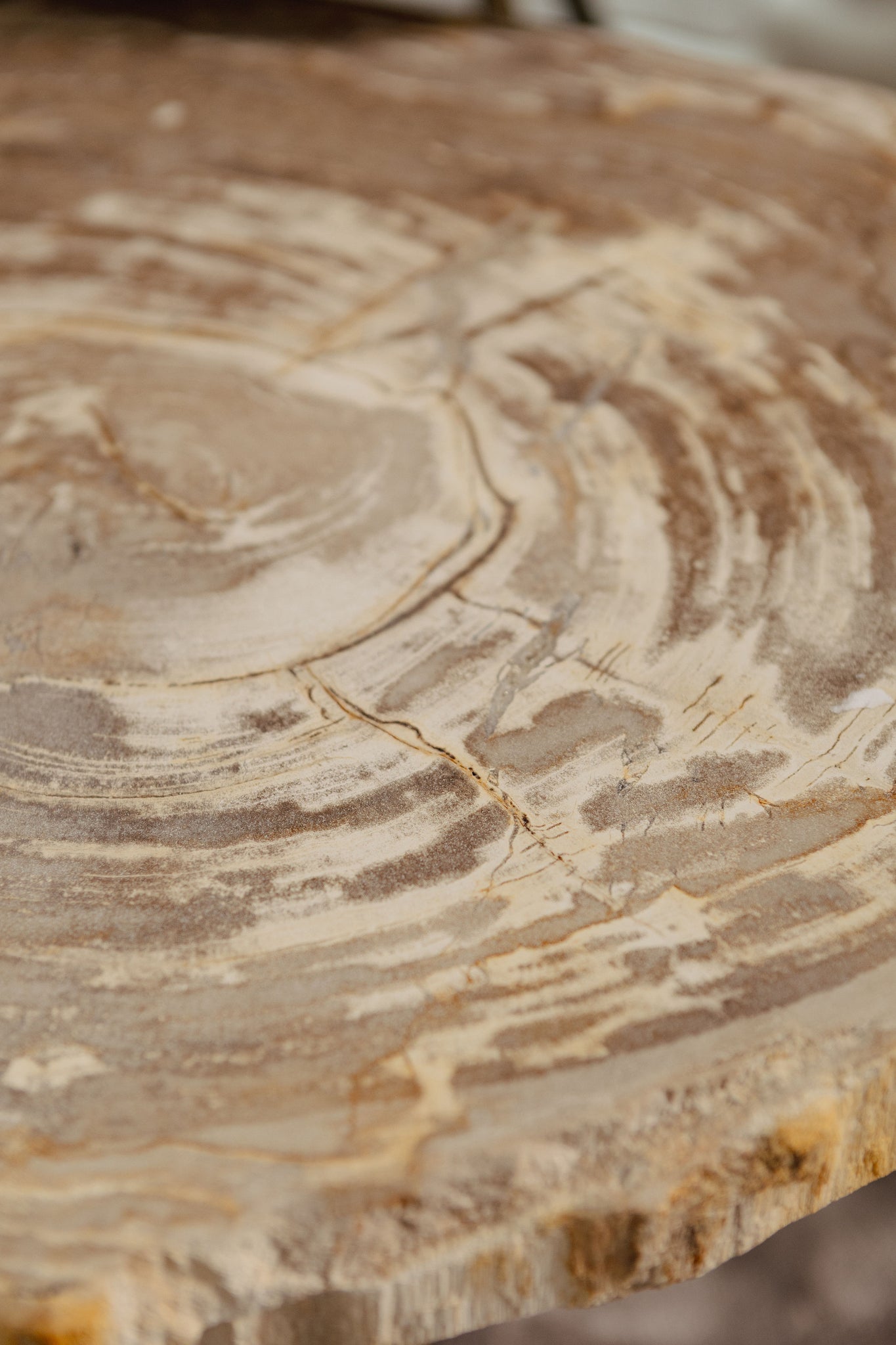 New Khine Petrified Wood Coffee Table Brass SV3