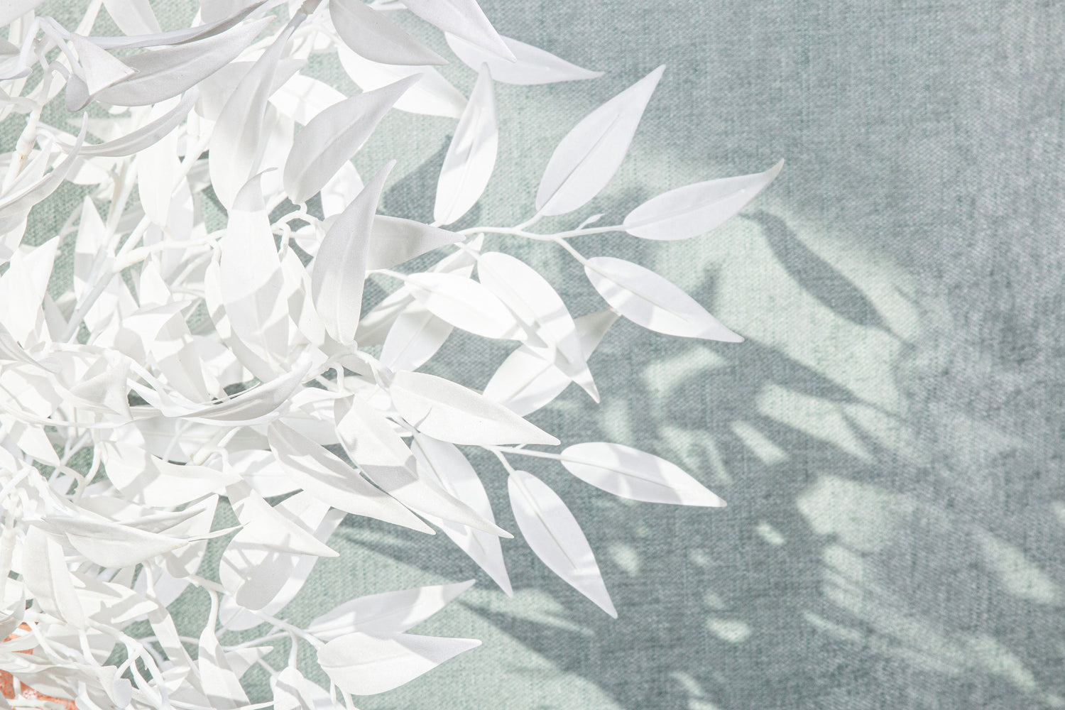 Leaves Plant White Smilax Spray