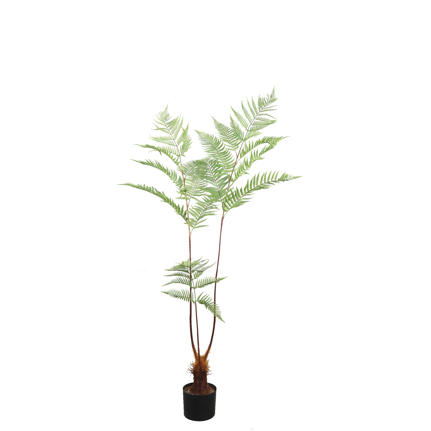 Fern Plant Green Sword Fern Plant In Black Pot