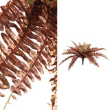 Fern Plant Copper Fern Bush Small