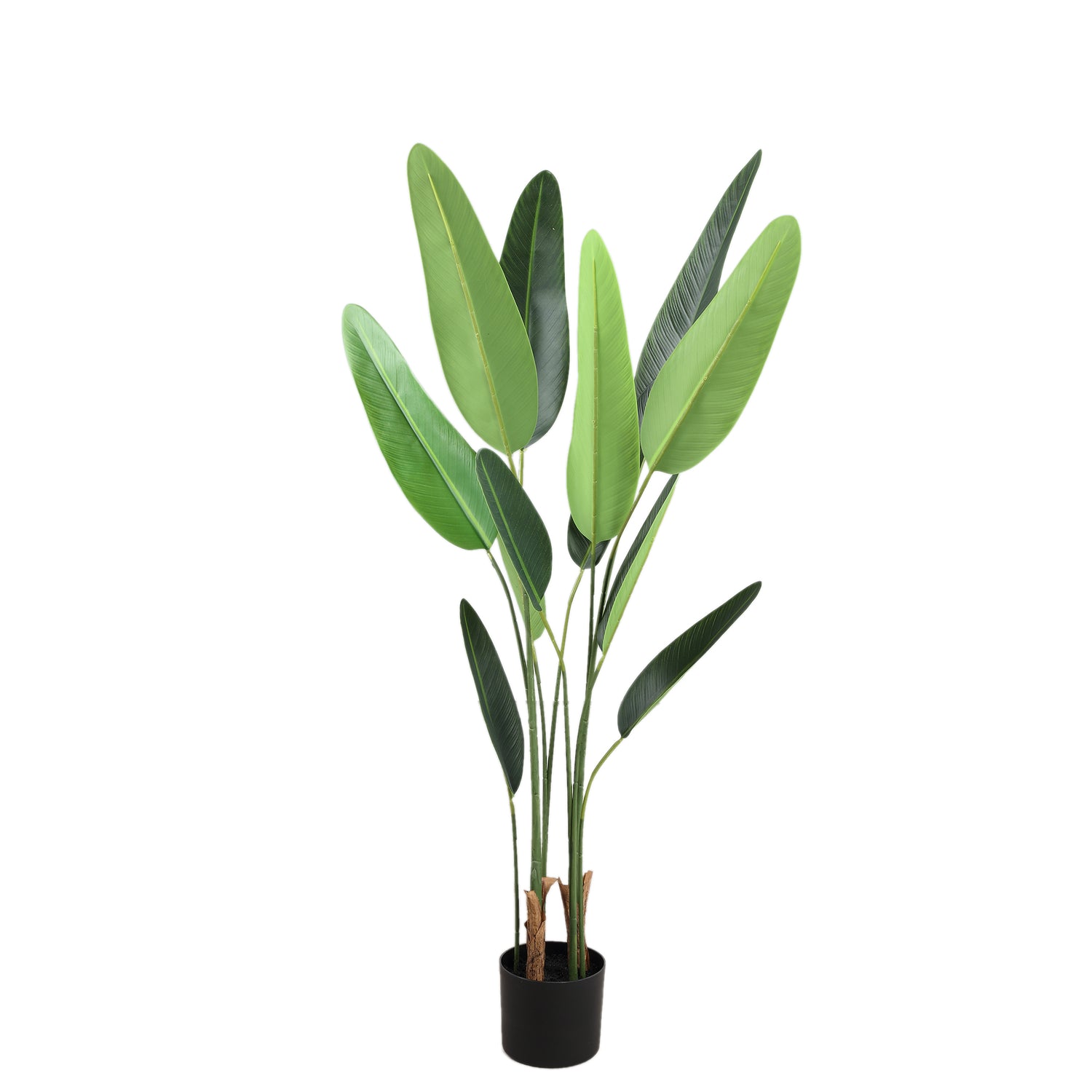 Tree Green Leaf Ravenala In Black Pot S
