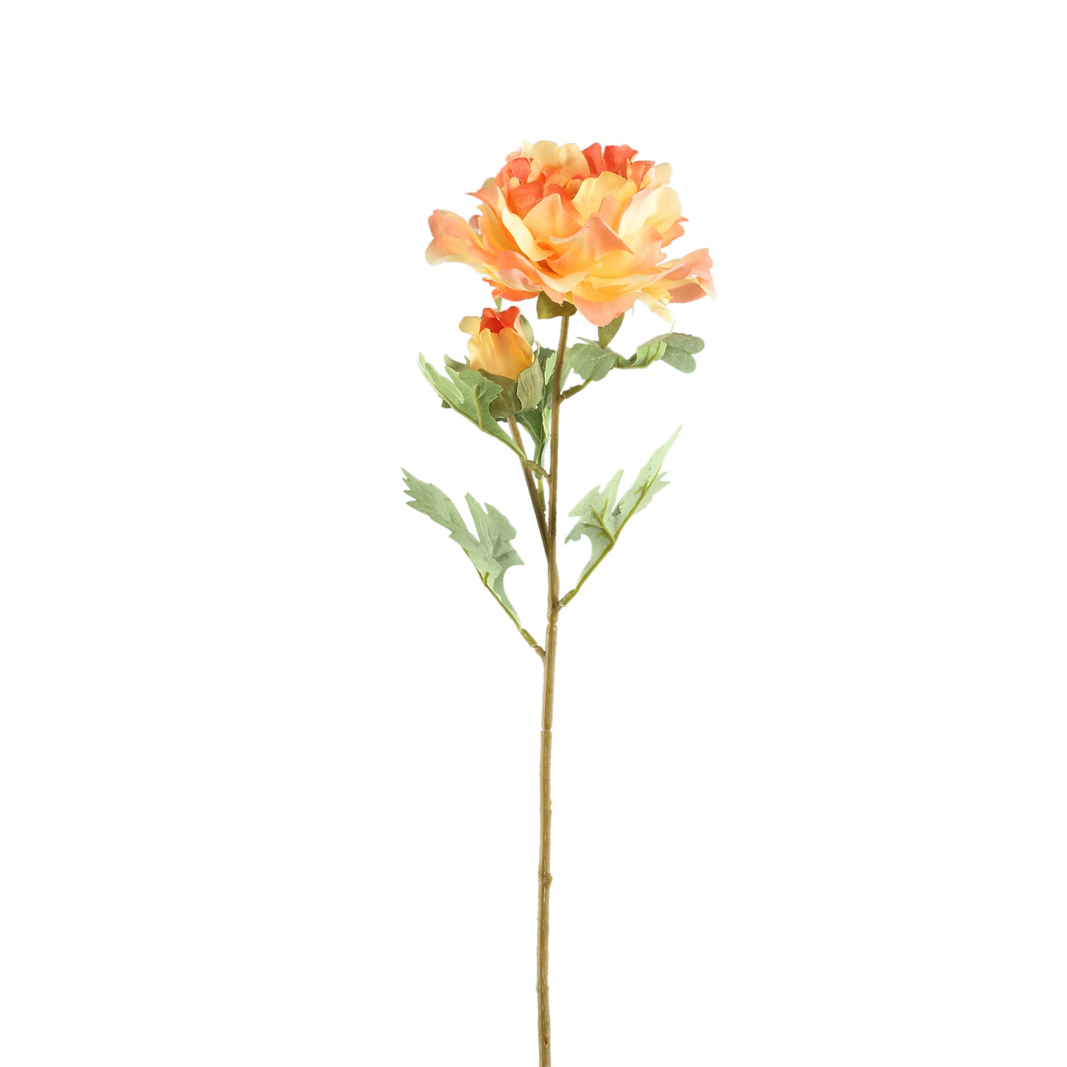 Peony Flower Orange With Bud
