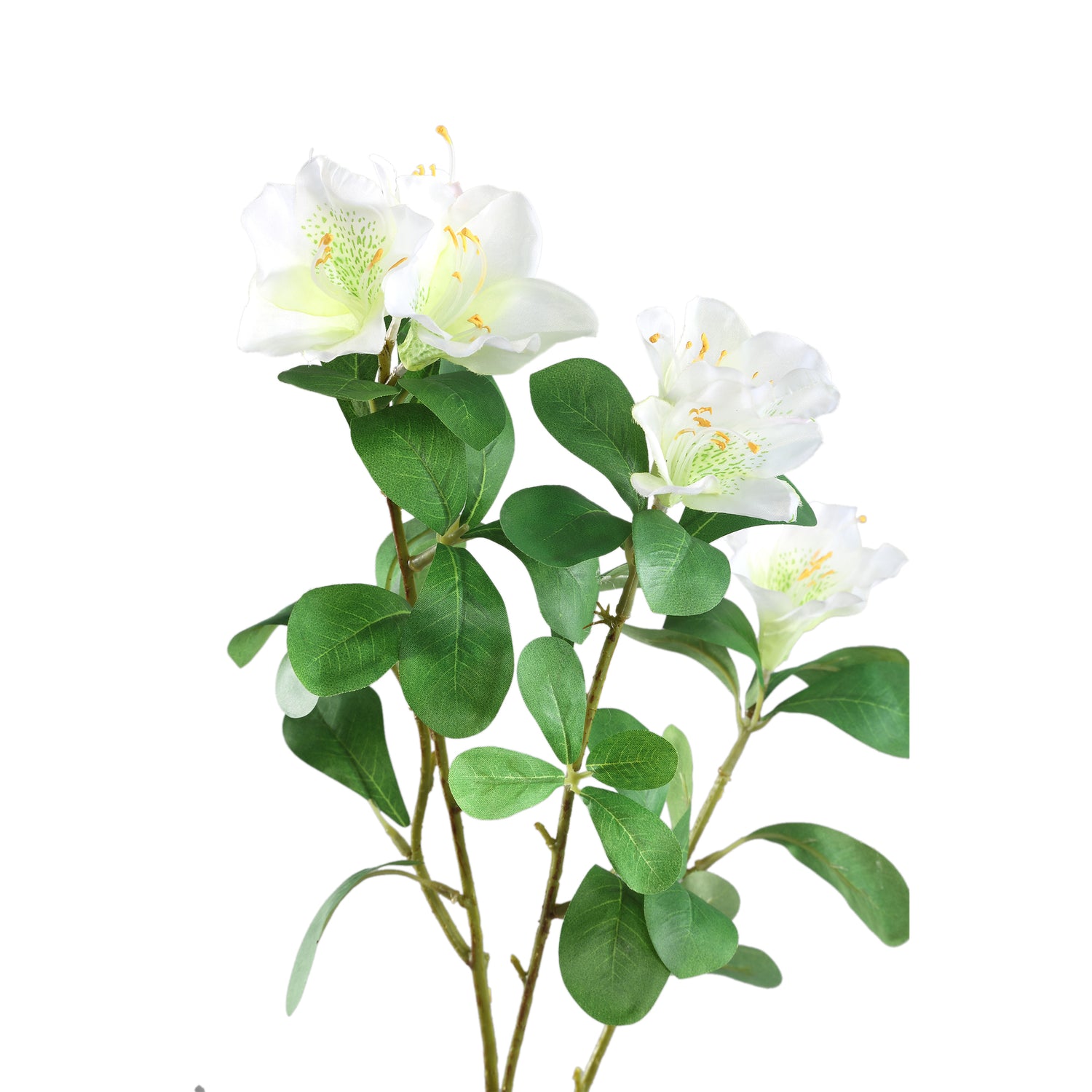 Garden Flower White Azalea With Leaves