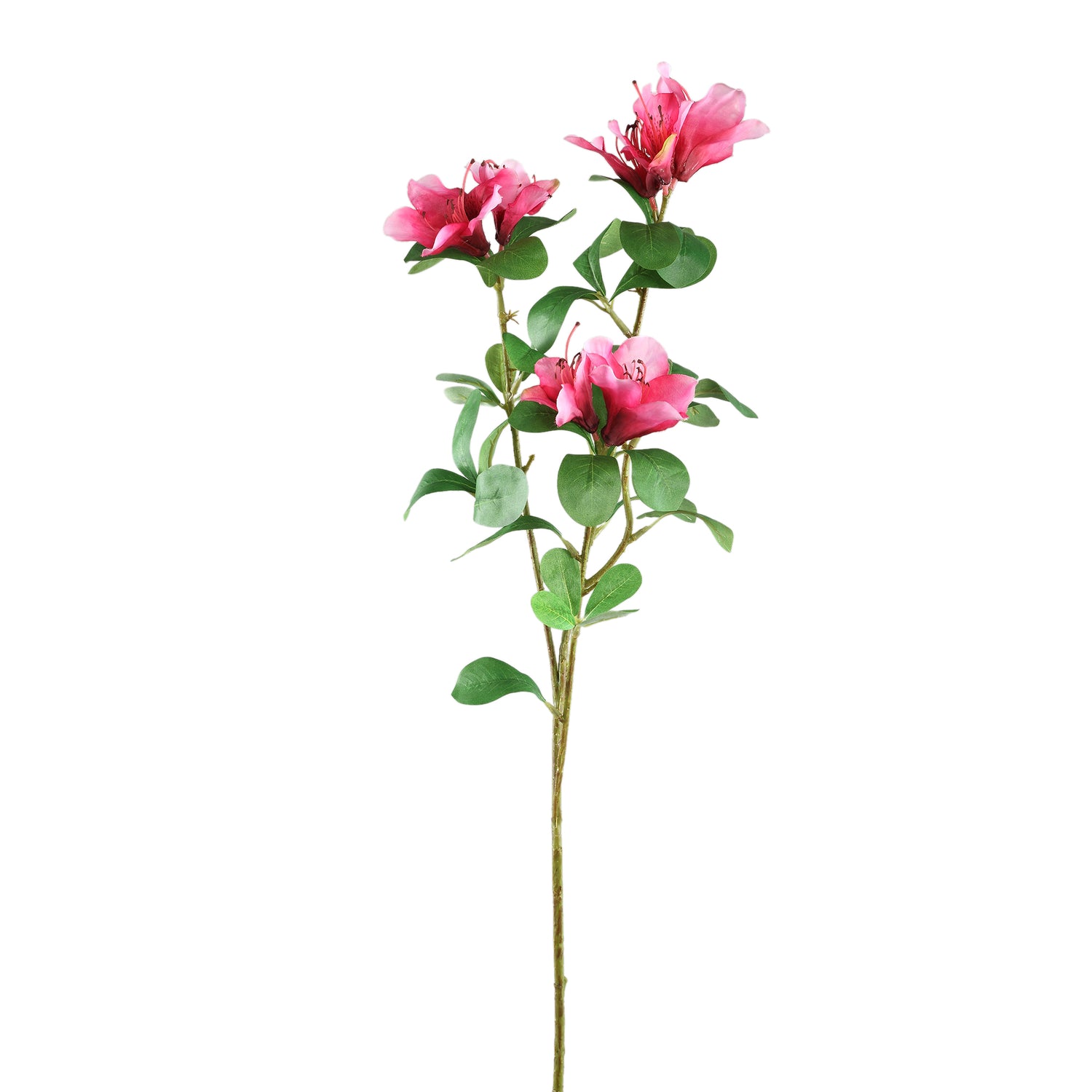 Garden Flower Pink Azalea With Leaves