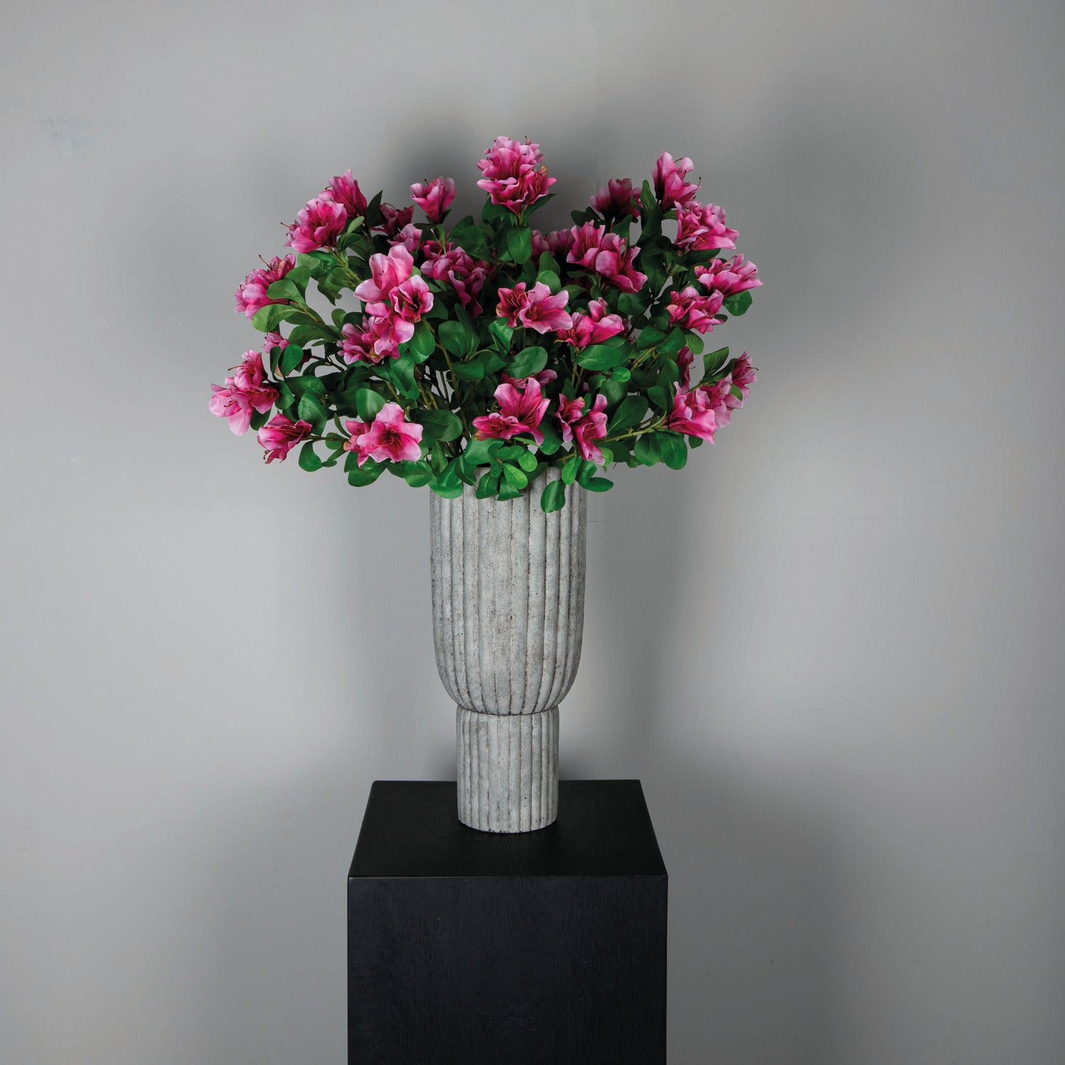 Garden Flower Pink Azalea With Leaves