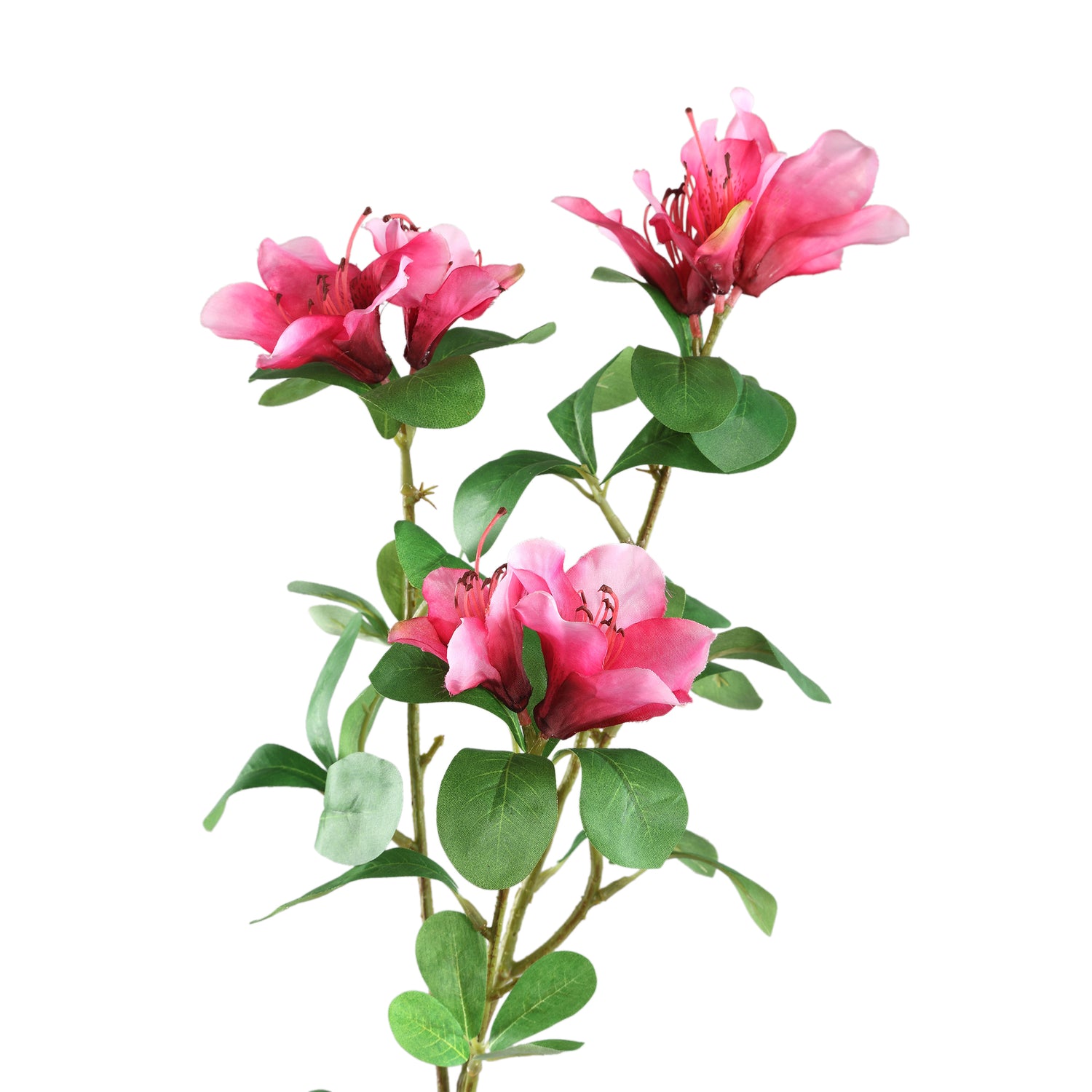 Garden Flower Pink Azalea With Leaves