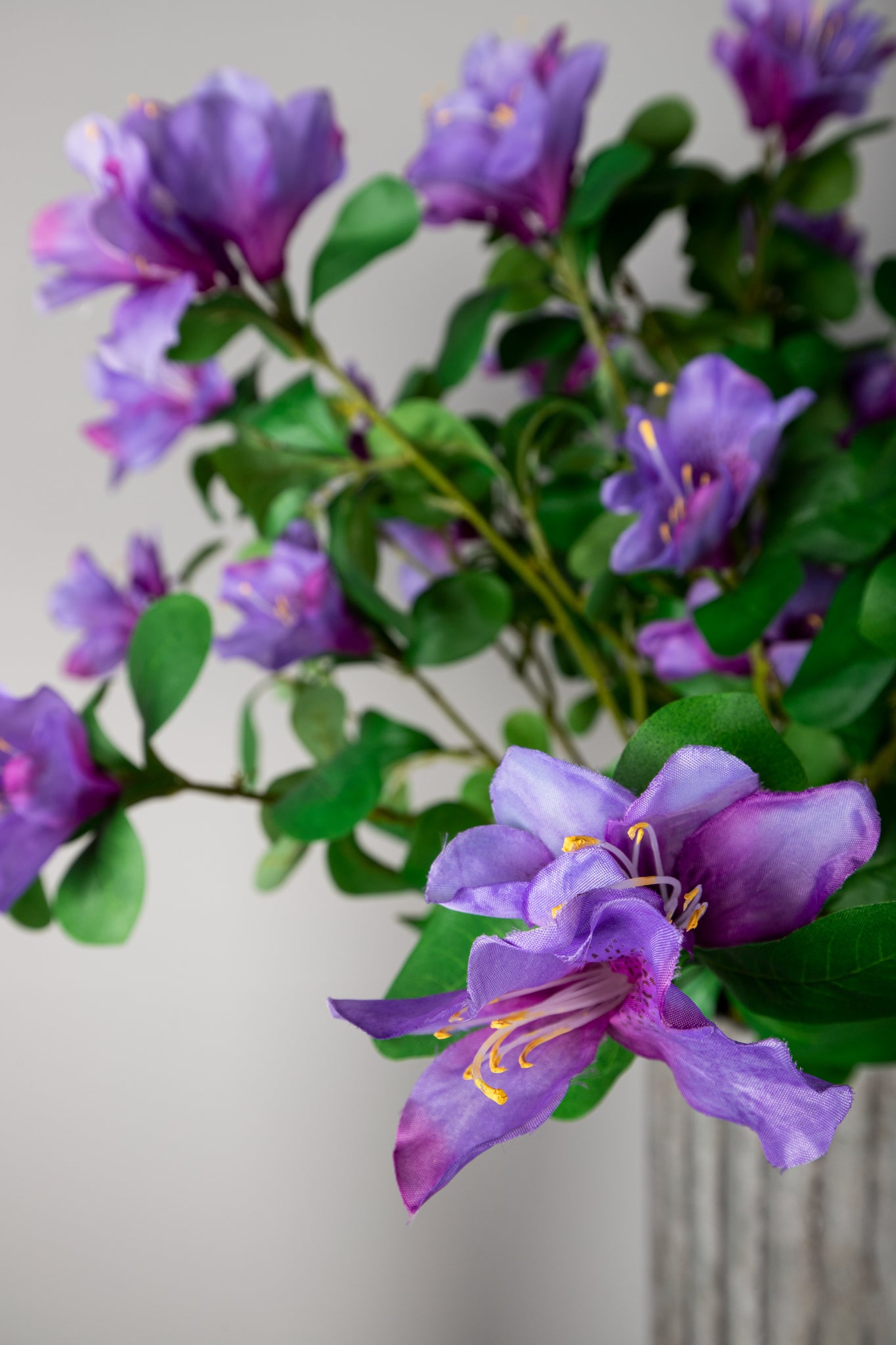 Garden Flower Purple Azalea With Leaves