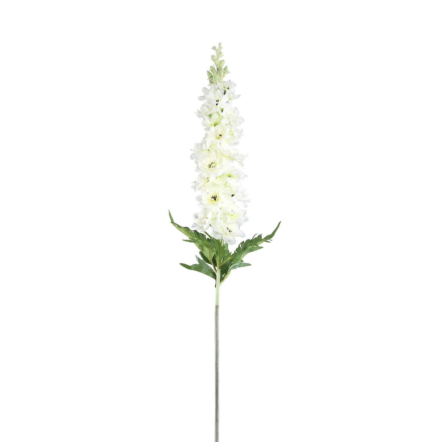 Delphinium Flower White Spray With Leaves