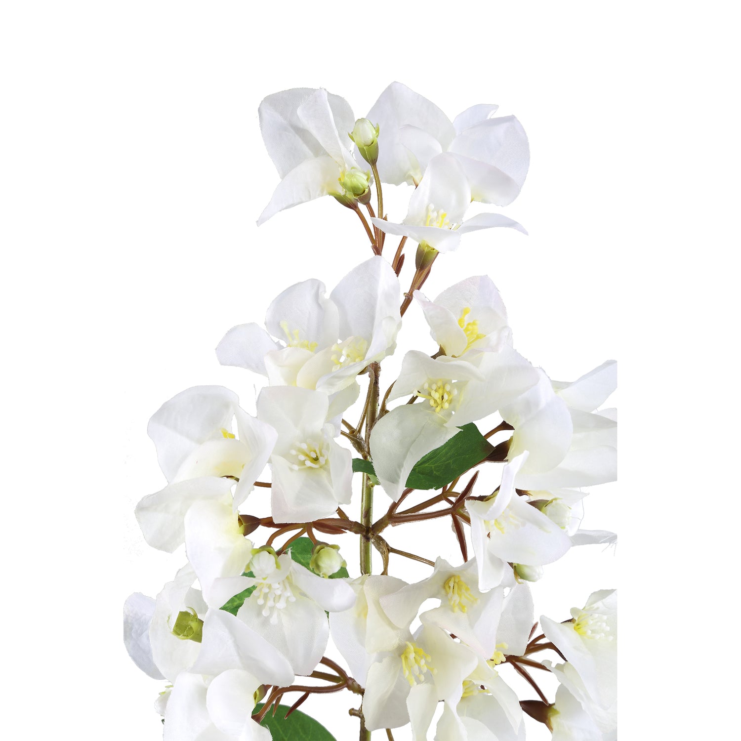 Garden Flower White Bougainvillea Hanging
