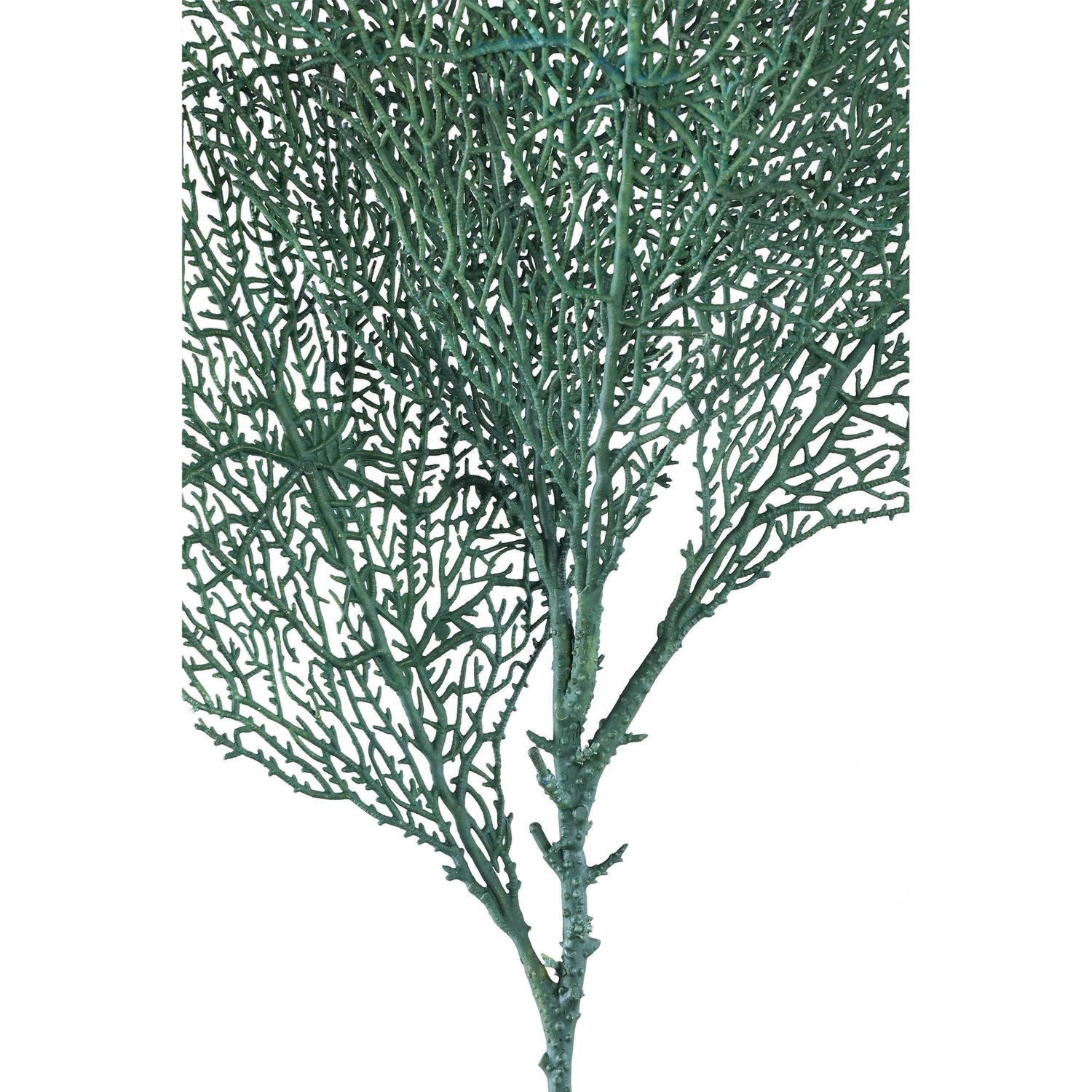 Leaves Plant Green Grey Coral Spray