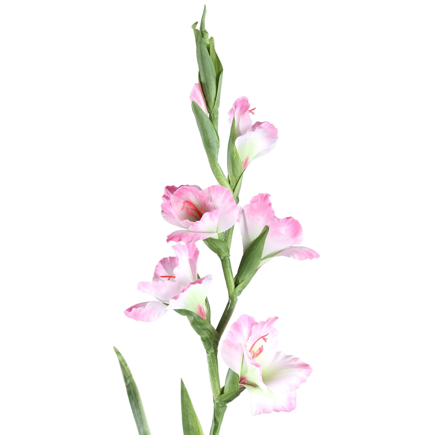 Garden Flower Light Pink Gladiolus With Leaves