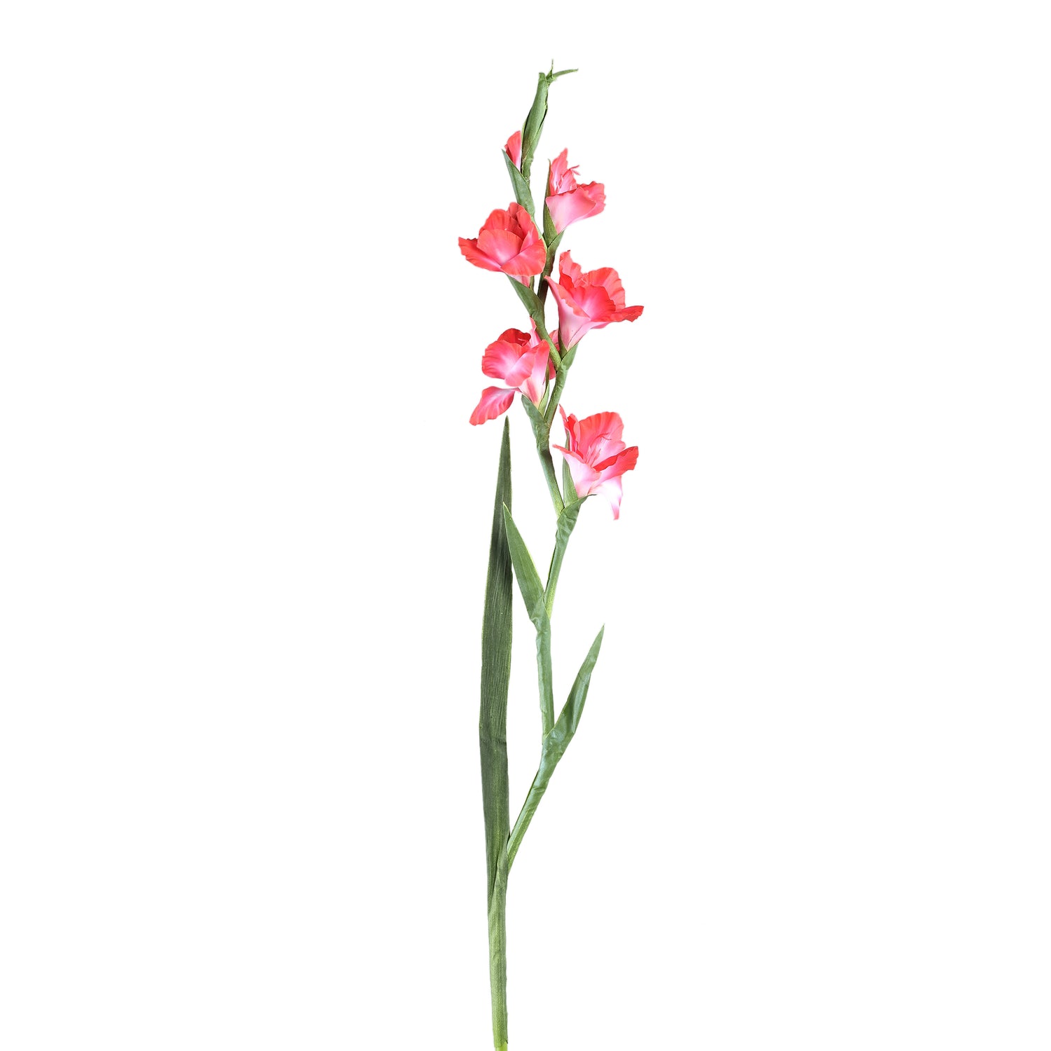 Garden Flower Pink Gladiolus With Leaves