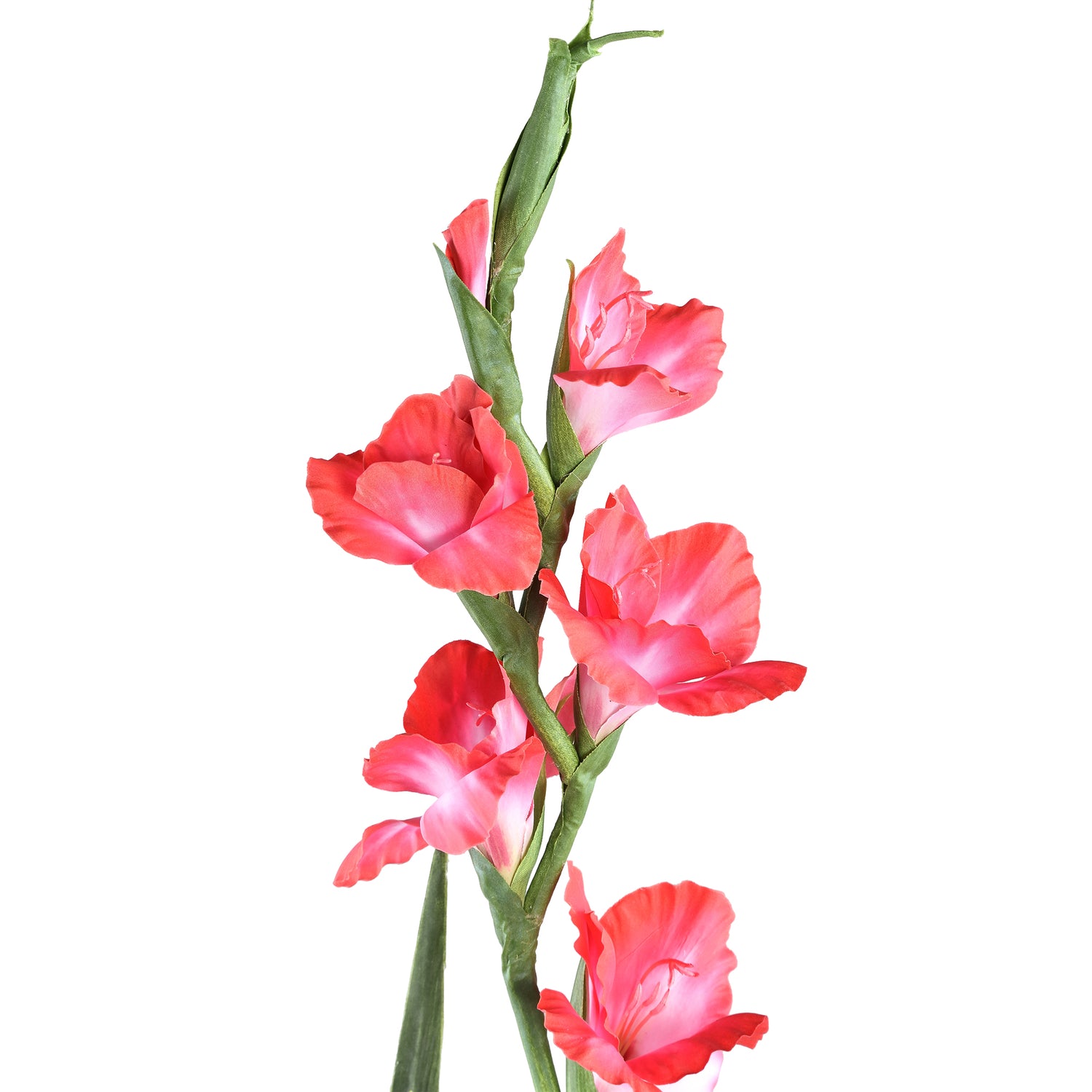 Garden Flower Pink Gladiolus With Leaves