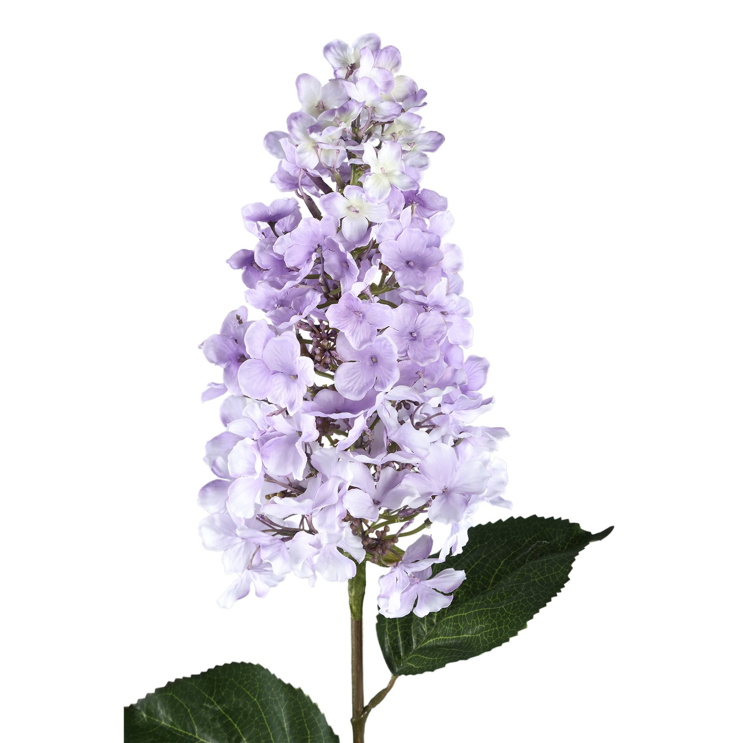 Hydrangea Flower Purple Cone Hydrangea Stem