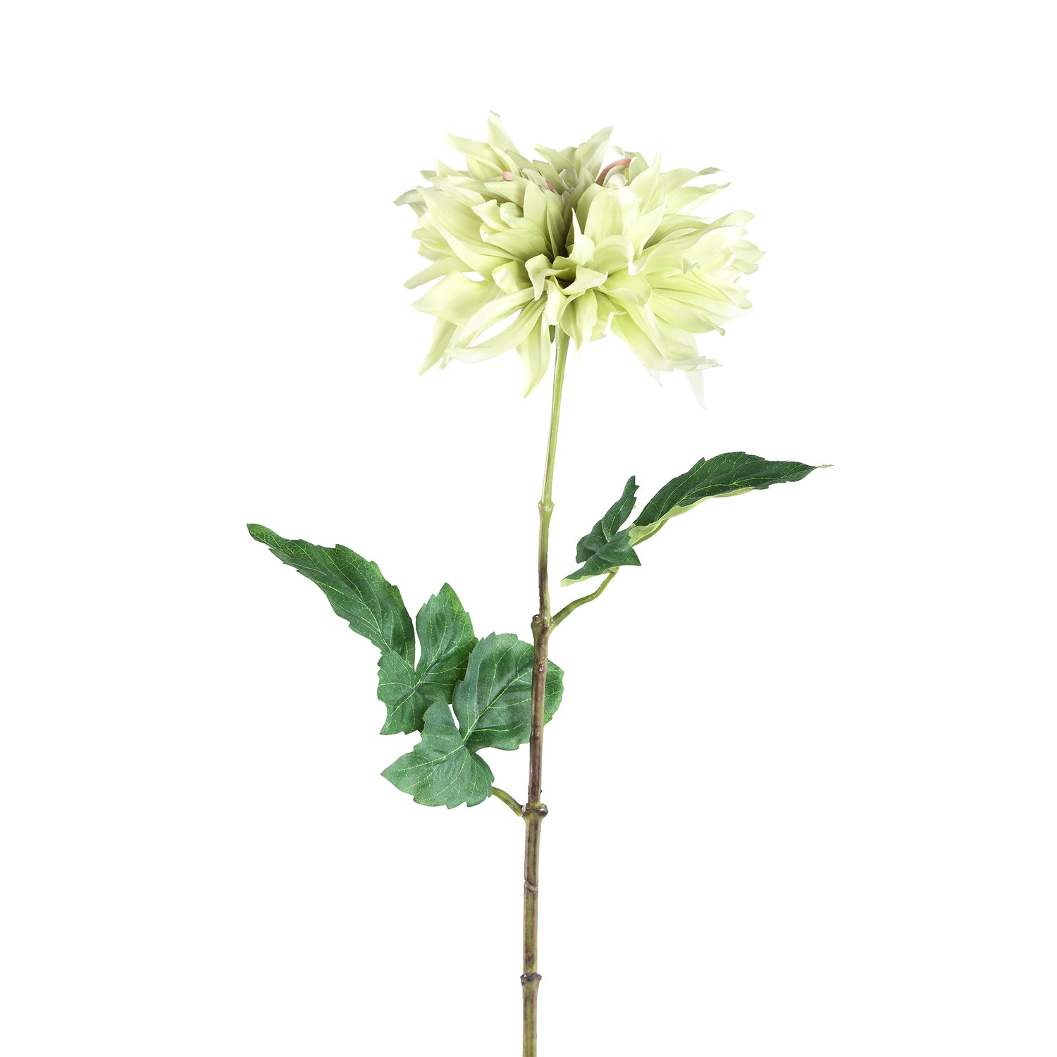 Dahlia Flower Green With Leaves