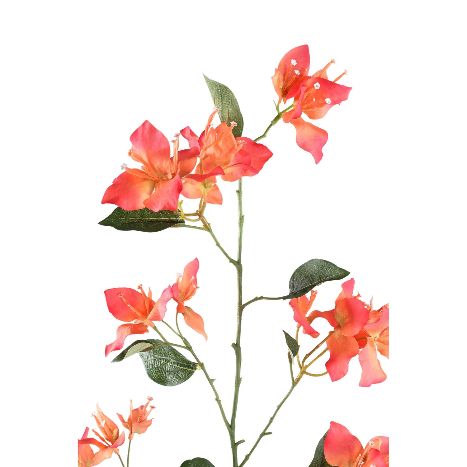 Garden Flower Orange Bougainvillea Spray