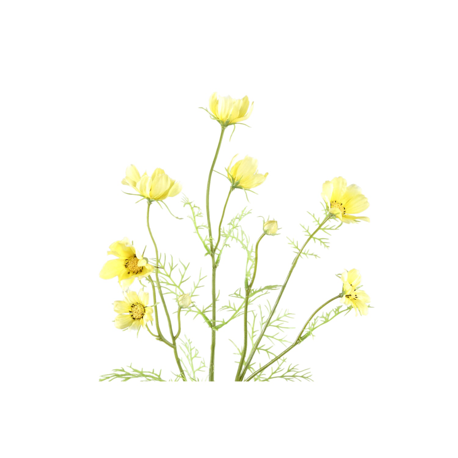 Garden Flower Yellow Cosmos Spray With Buds