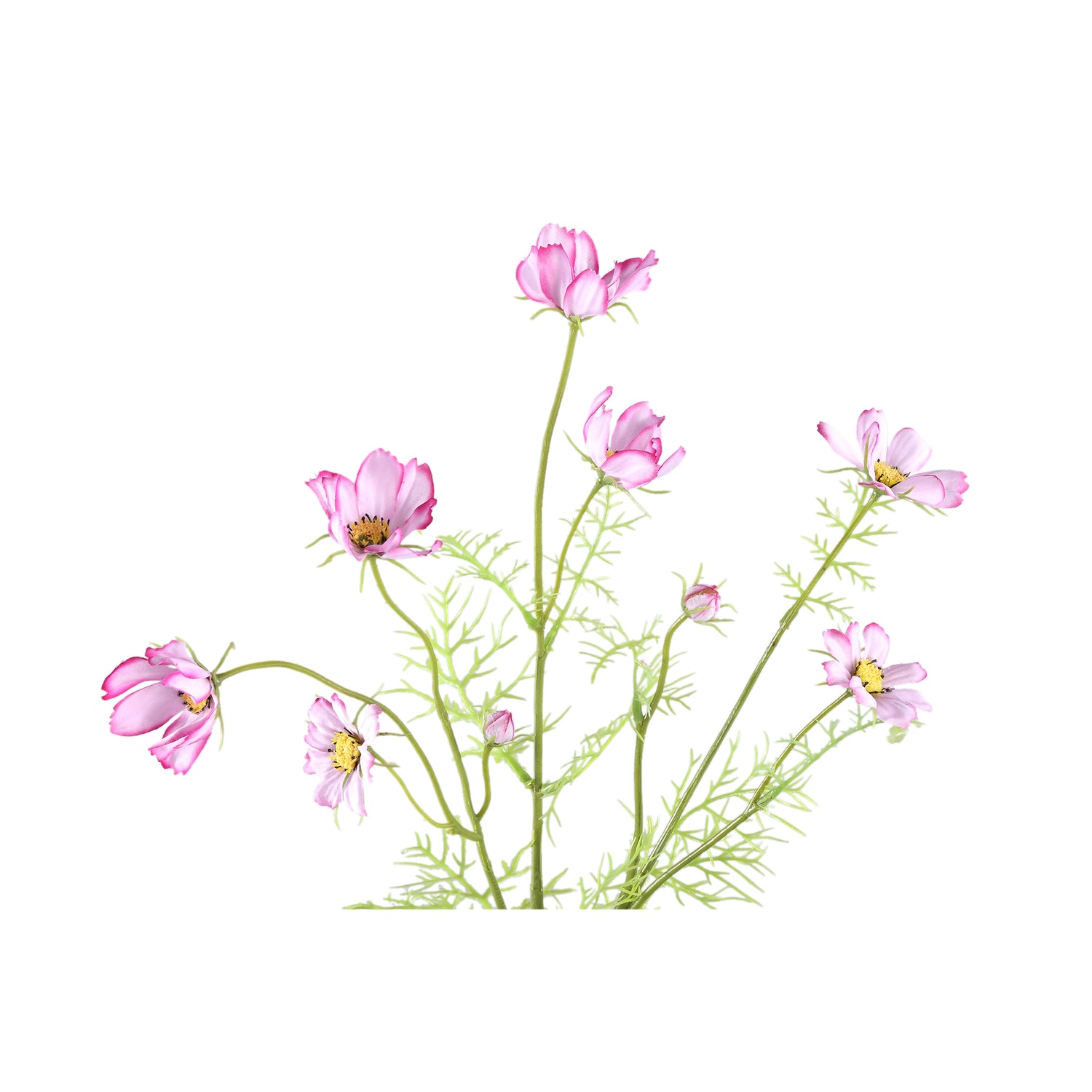 Garden Flower Pink Cosmos Spray With Buds
