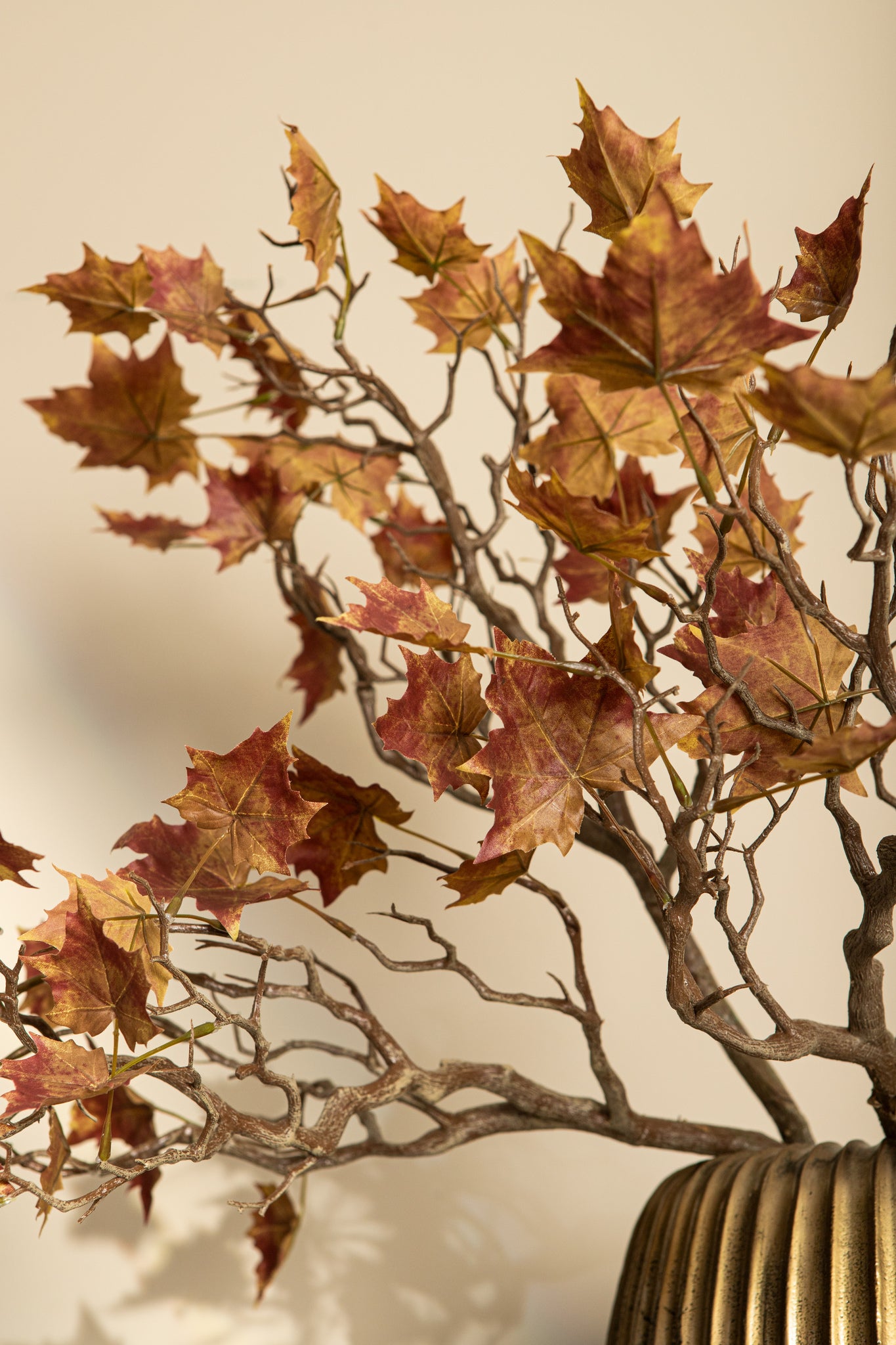 Leaves Plant Red Yellow Maple Leaves Spray