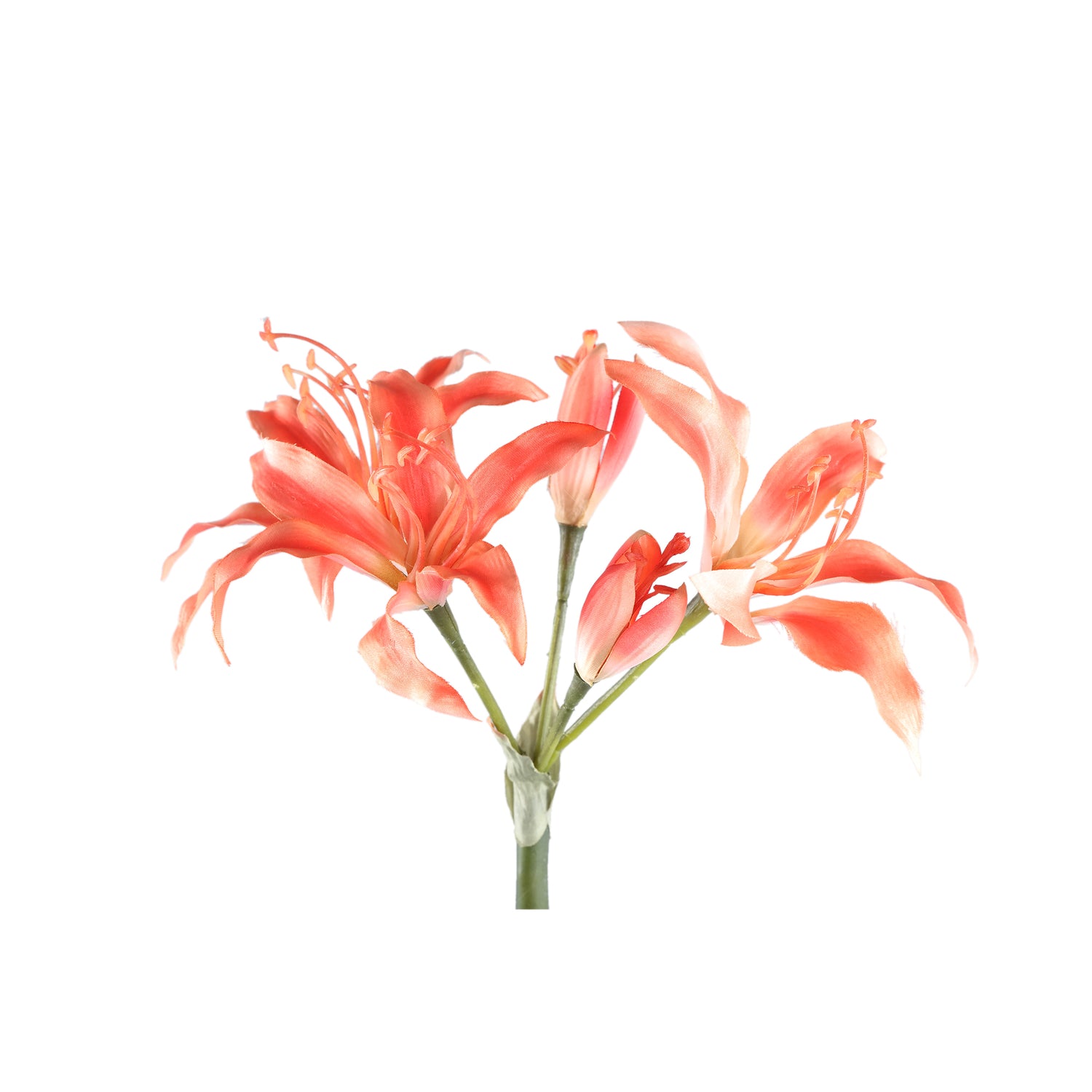 Amaryllis Flower Orange Amaryllis Spray