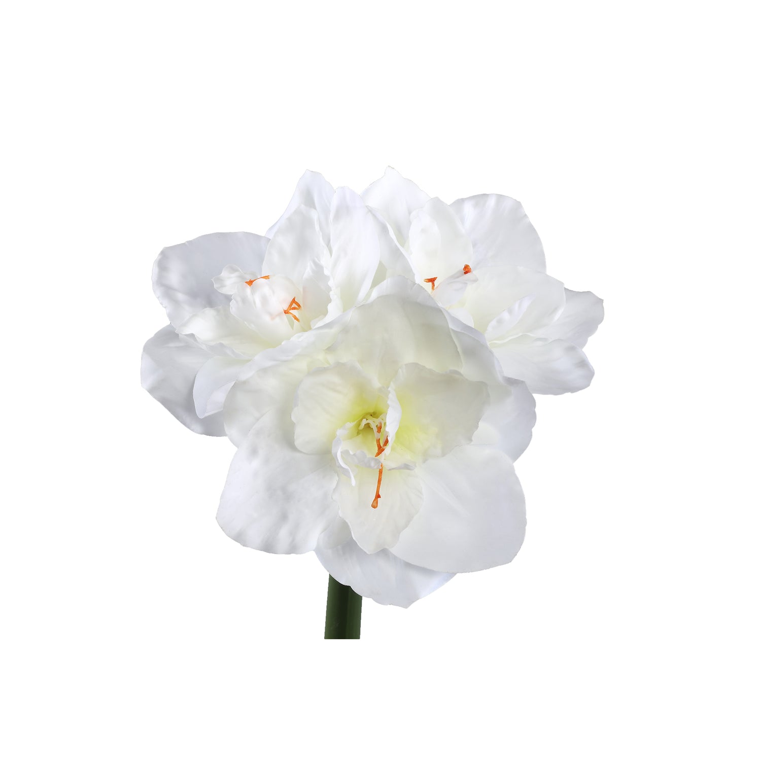 Amaryllis Flower White Spray