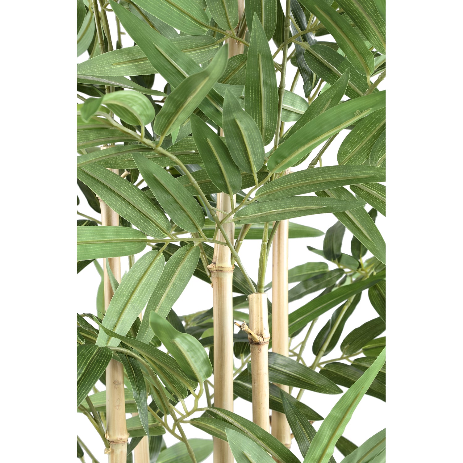 Leaves Plant Bamboo Plant With Leaves In Black Pot
