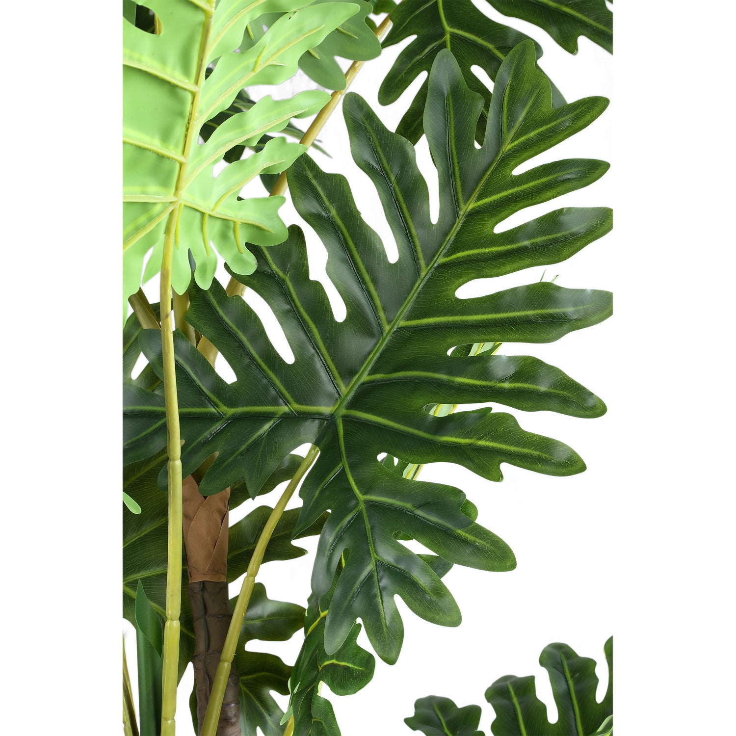 Leaves Plant Green Philodendron In Black Pot L