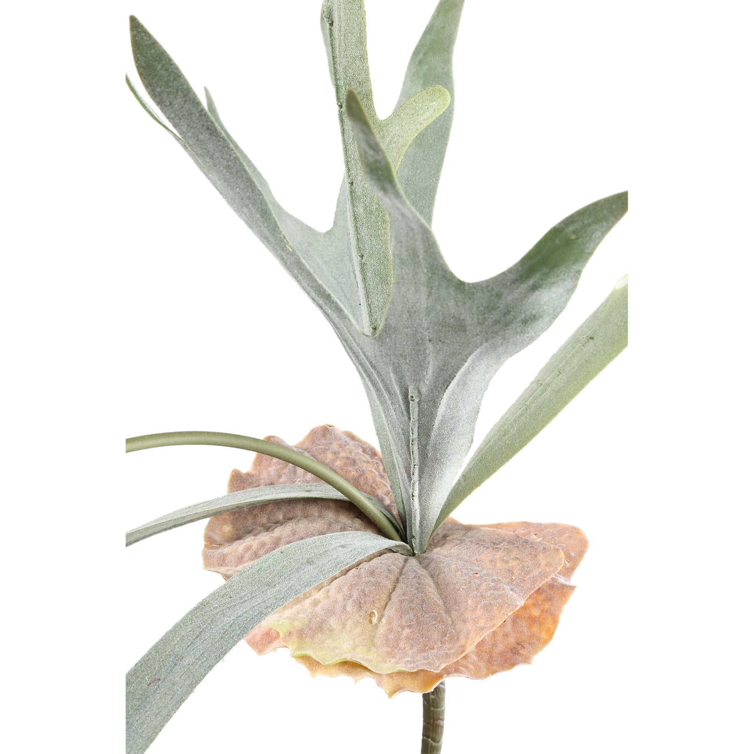 Leaves Plant Green Staghorn On Stem