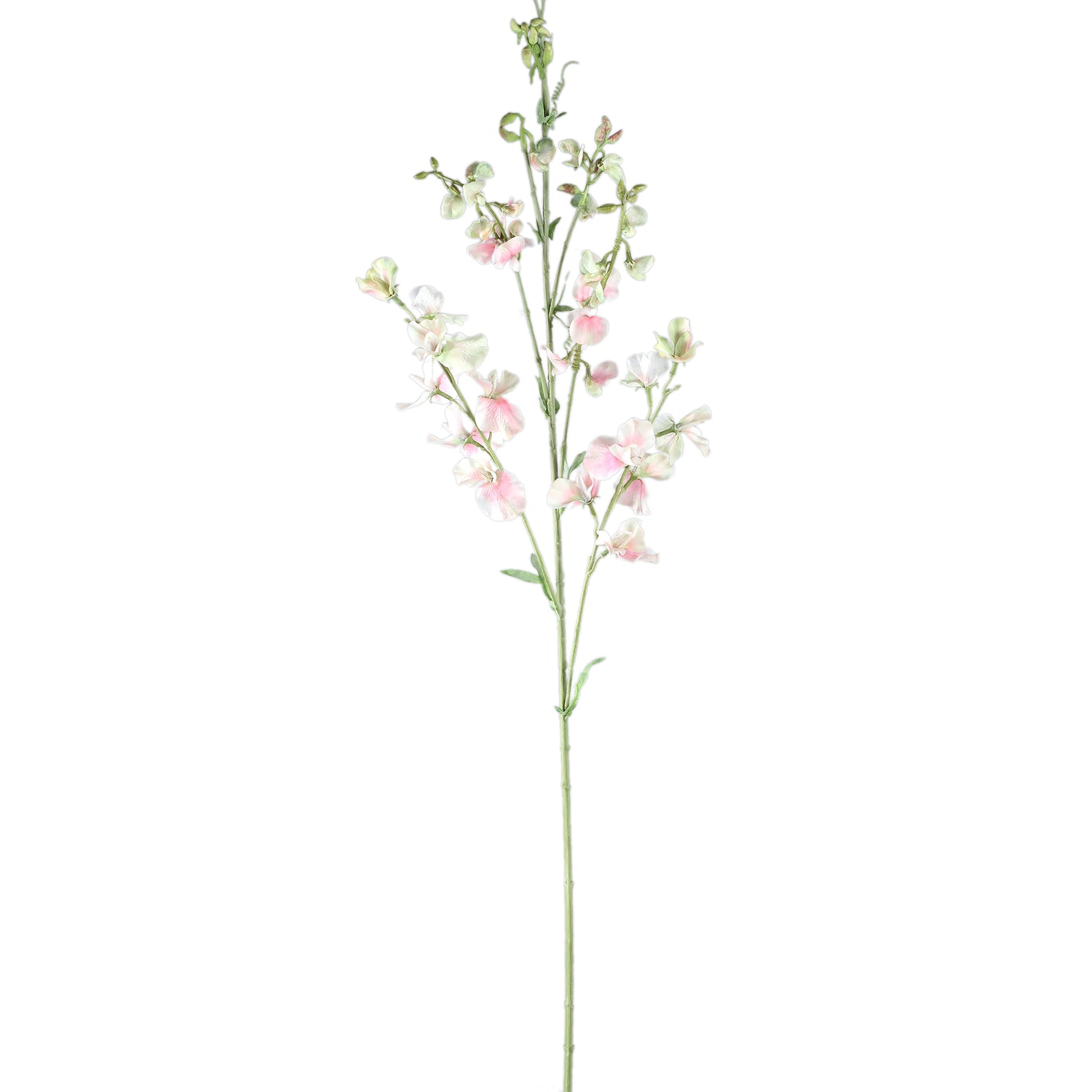 Garden Flower Cream Sweetpea Stem
