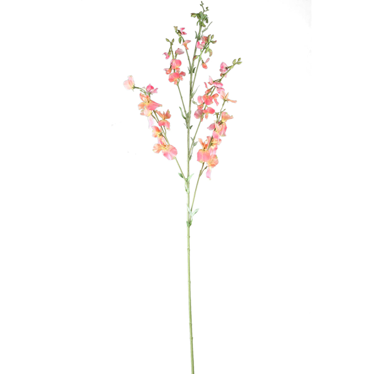 Garden Flower Pink Orange Sweetpea Stem