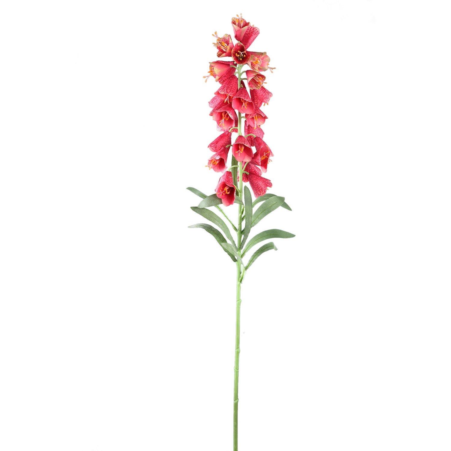 Garden Flower Red Fritillaria With Leaves