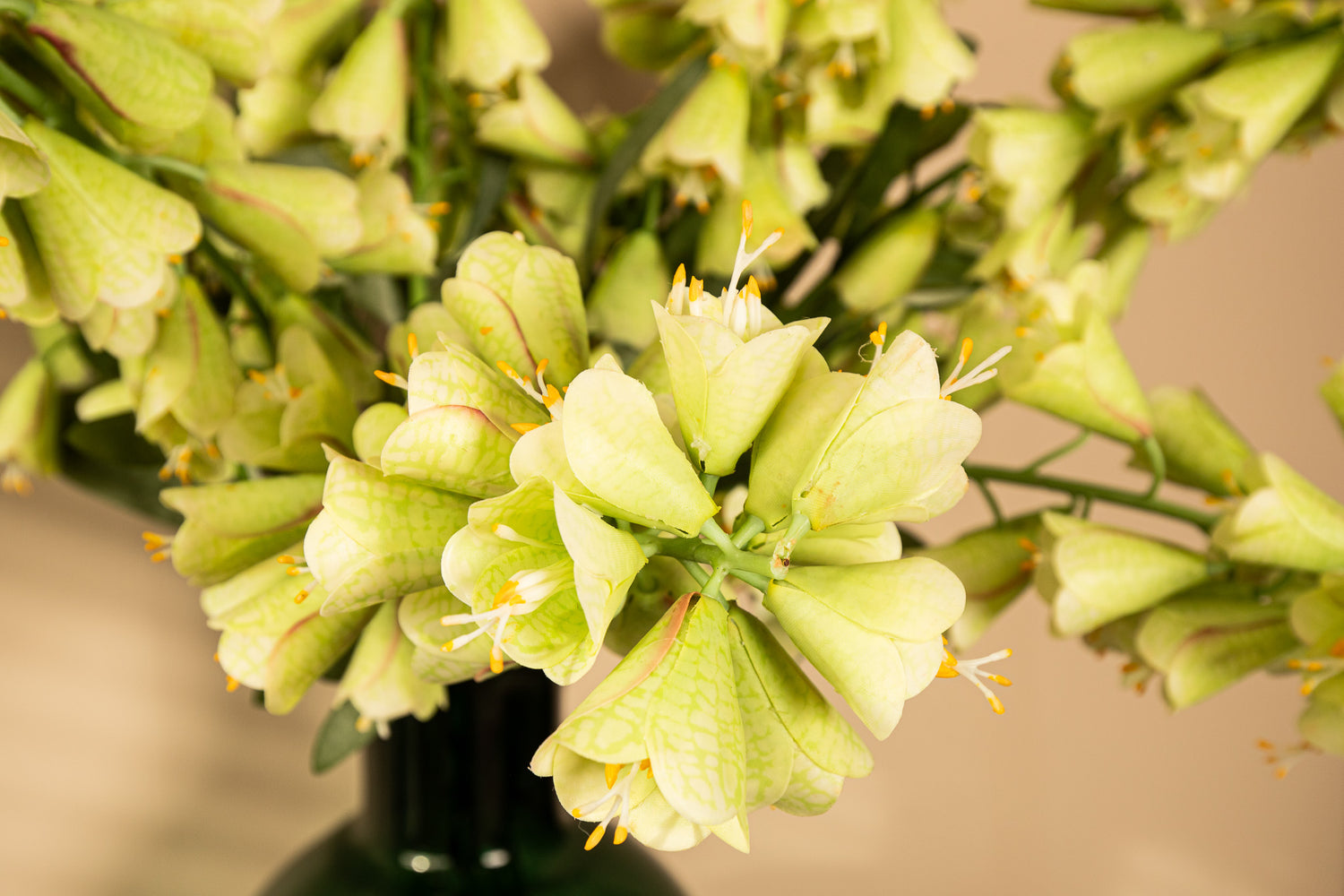 Garden Flower Green Fritillaria With Leaves
