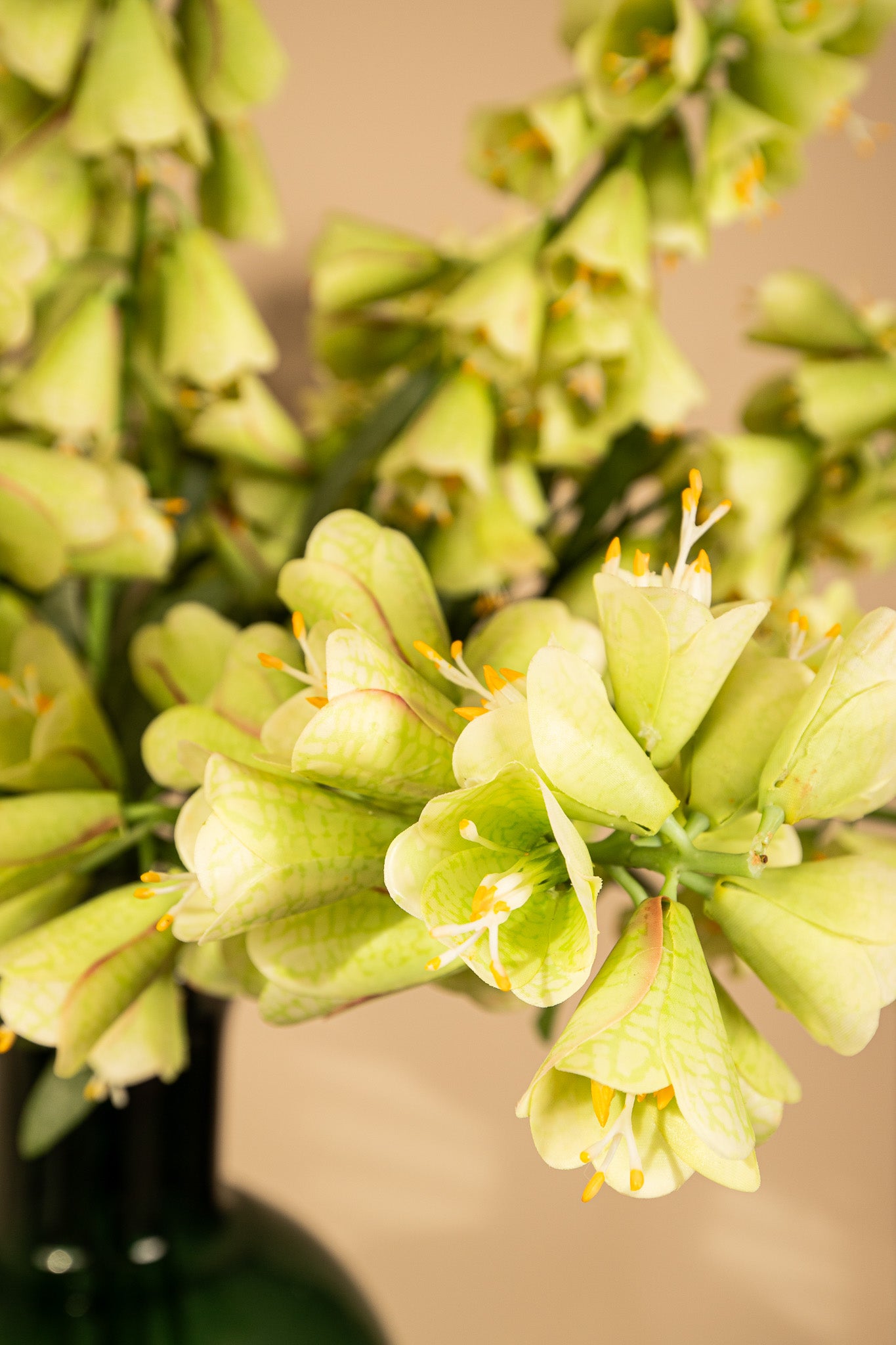 Garden Flower Green Fritillaria With Leaves