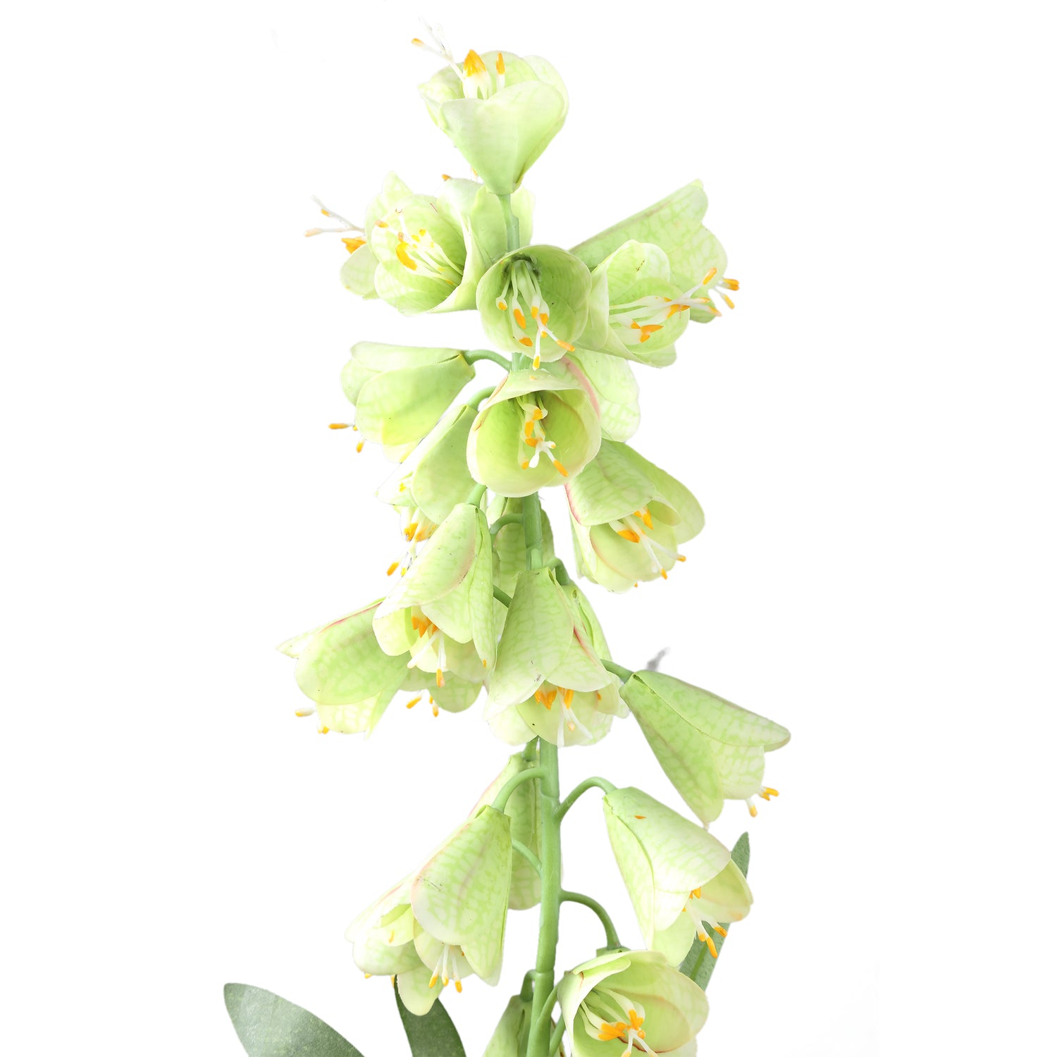 Garden Flower Green Fritillaria With Leaves