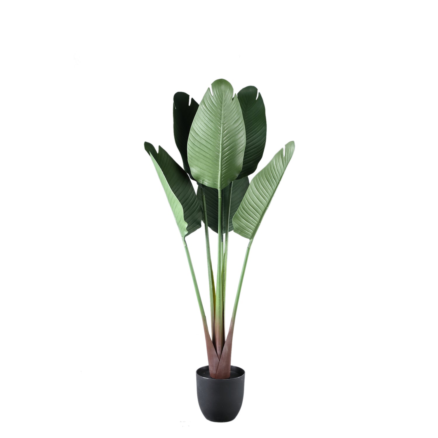 Tree Green Travellers Palm 6 Leaves In Plastic Pot