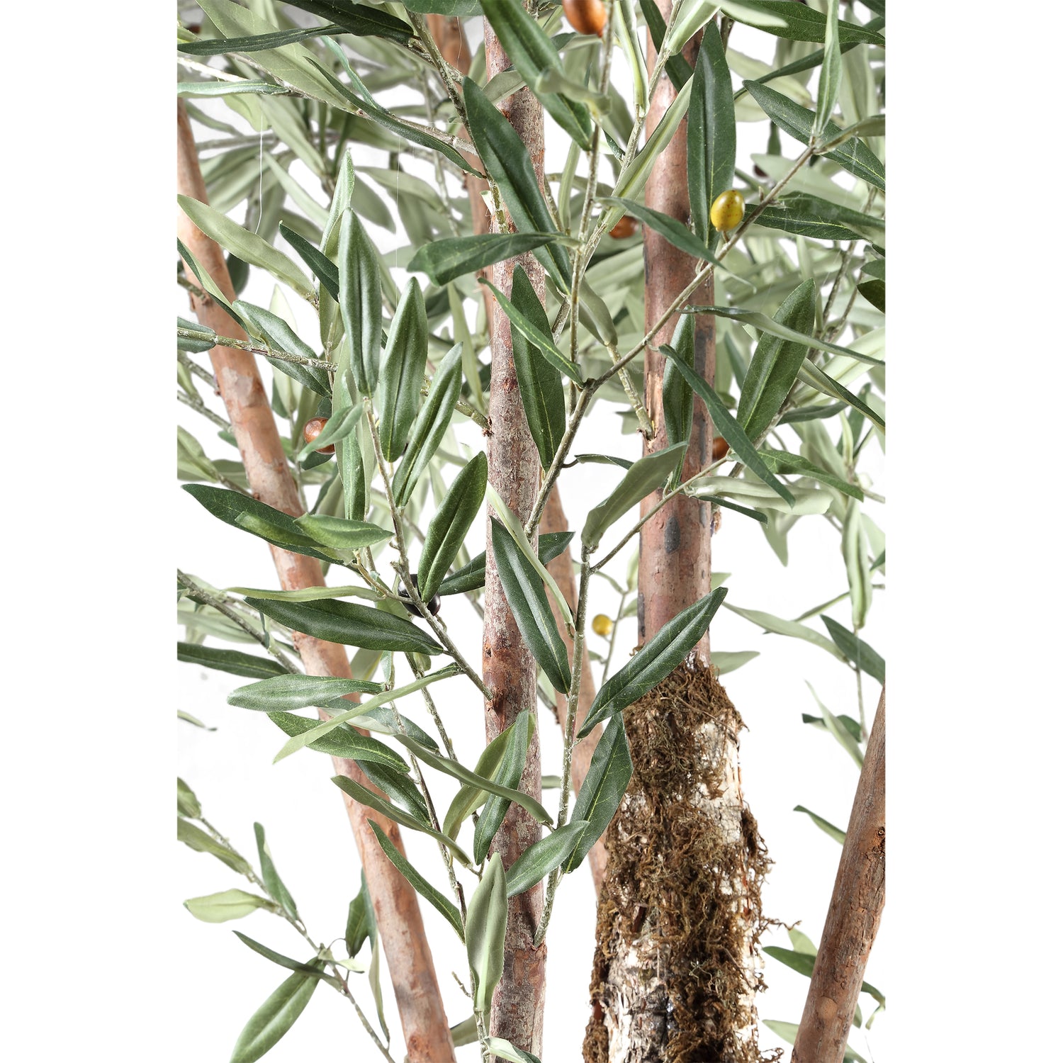 Tree Green Olive Tree In Plastic Pot