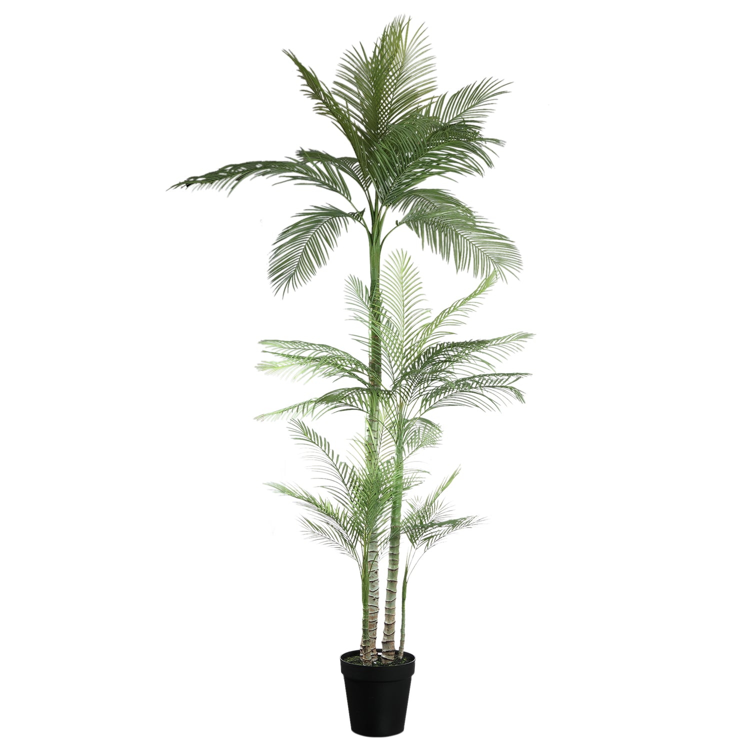 Tree Green Palm Tree In Black Pot