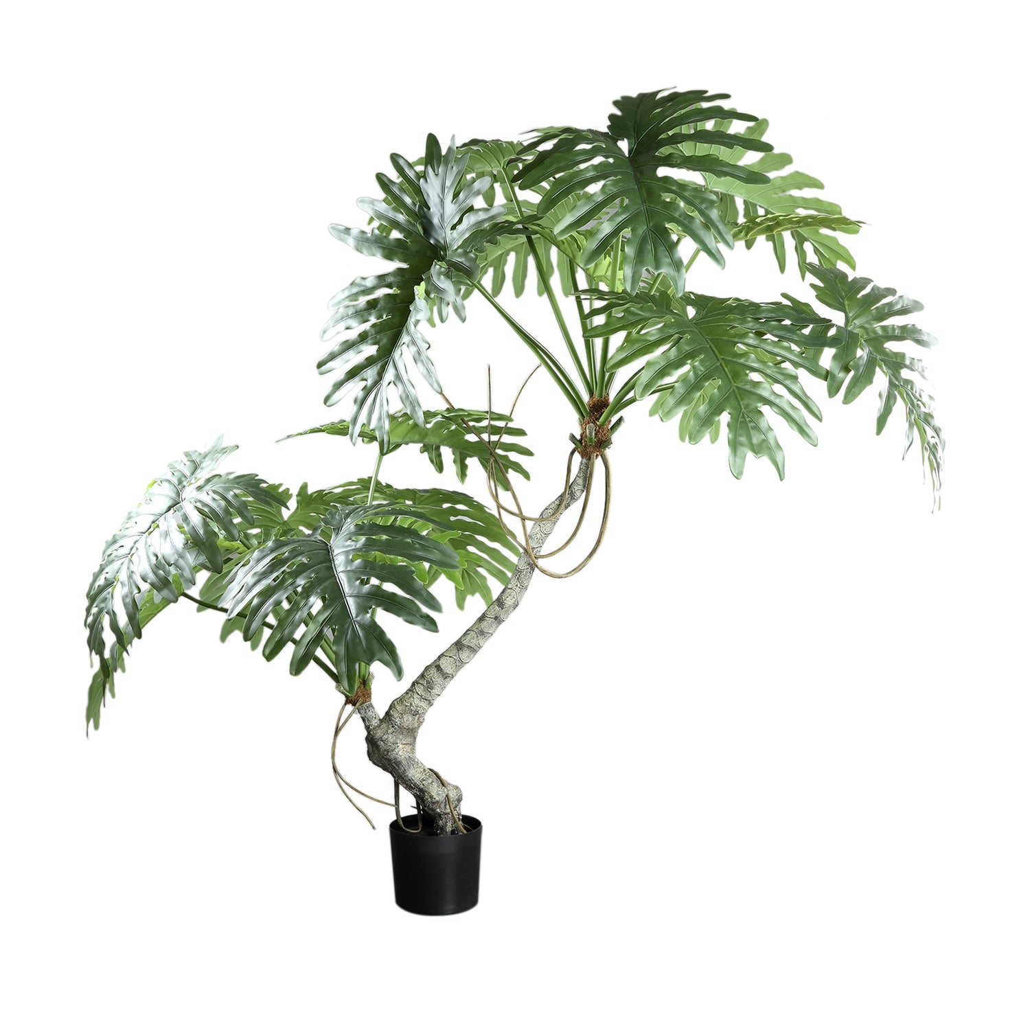 Tree Green Spring Rain Tree In Black Pot