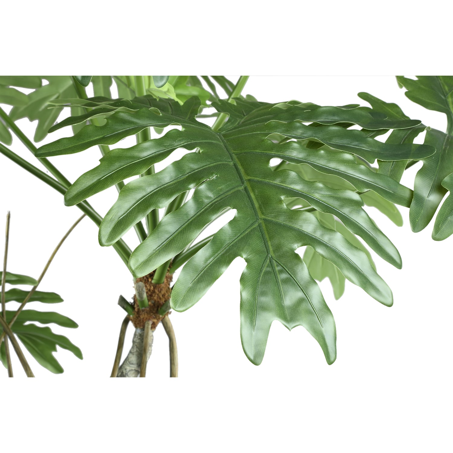 Tree Green Spring Rain Tree In Black Pot