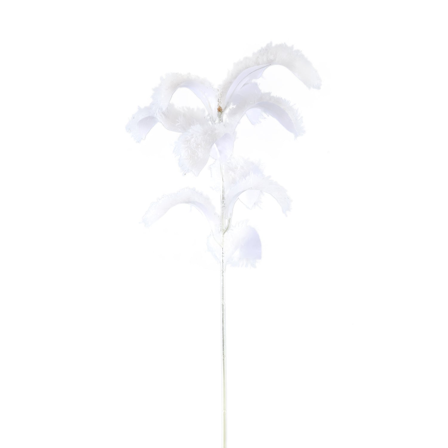 Leaves Plant White Magnolia Leaf Spray Hairy