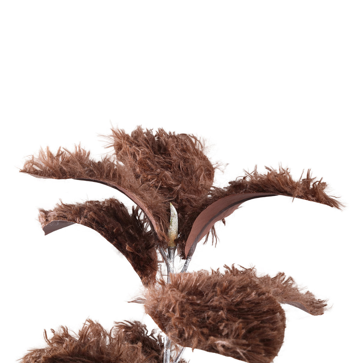 Leaves Plant Brown Magnolia Leaf Spray Hairy