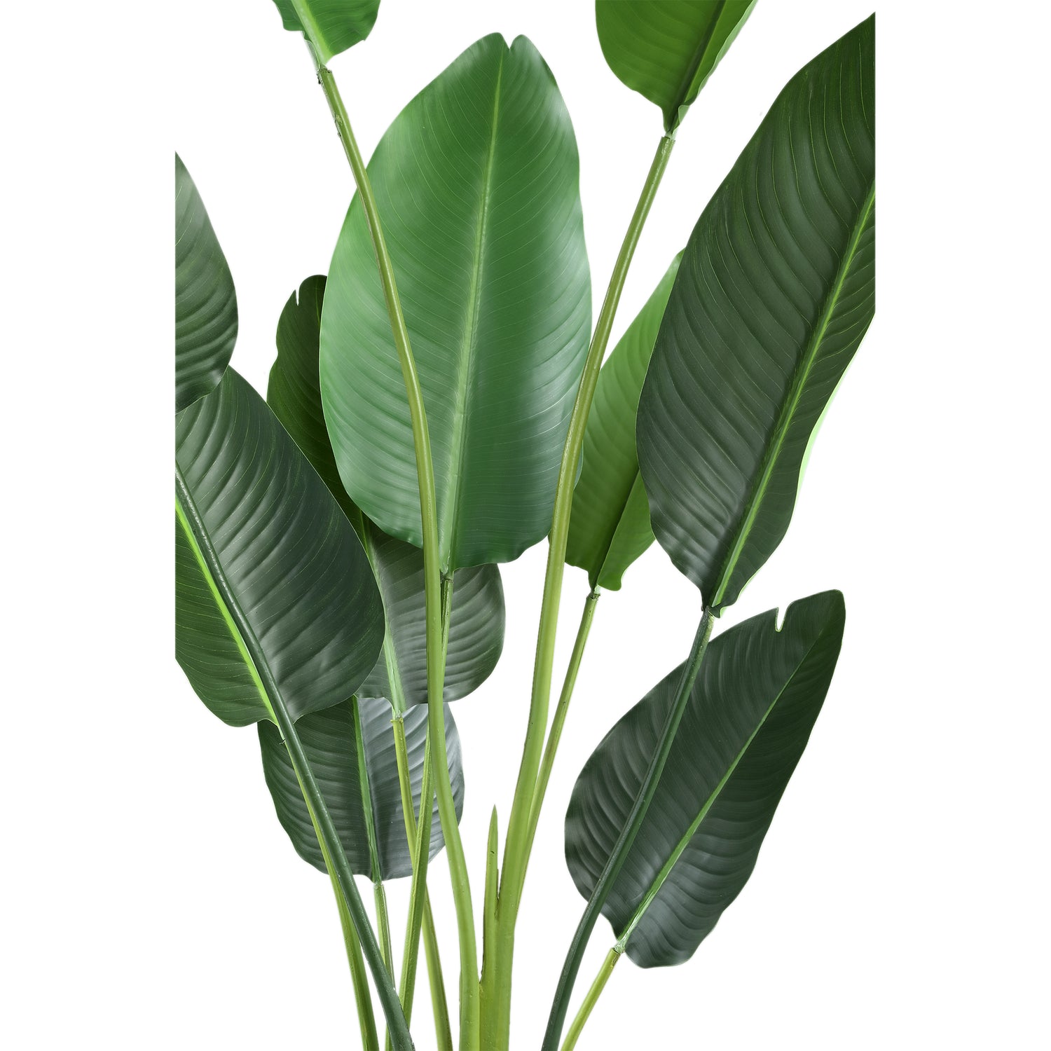 Leaves Plant Green PE Real Touch Strelitzia M