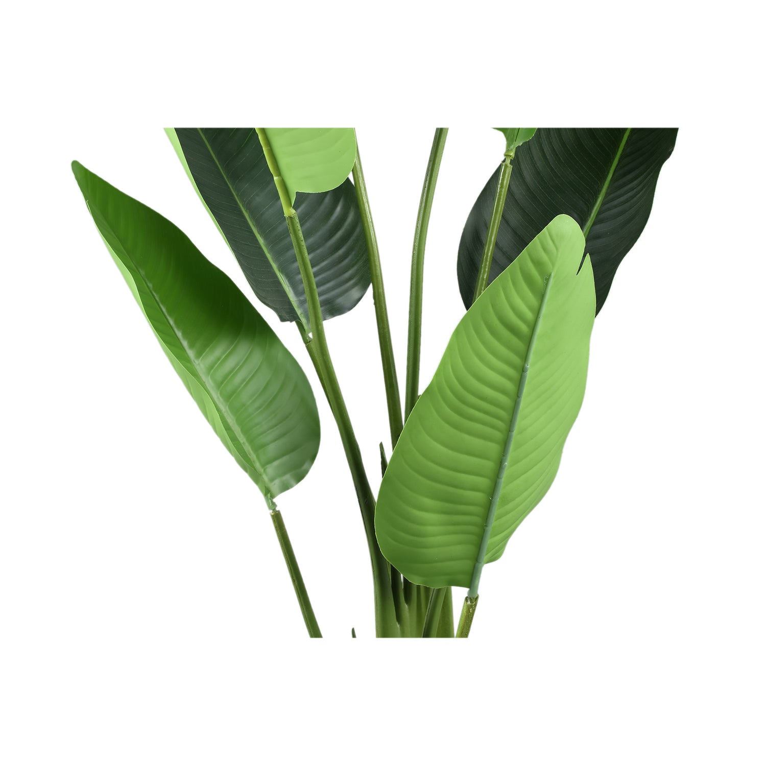 Leaves Plant Green PE Real Touch Strelitzia S