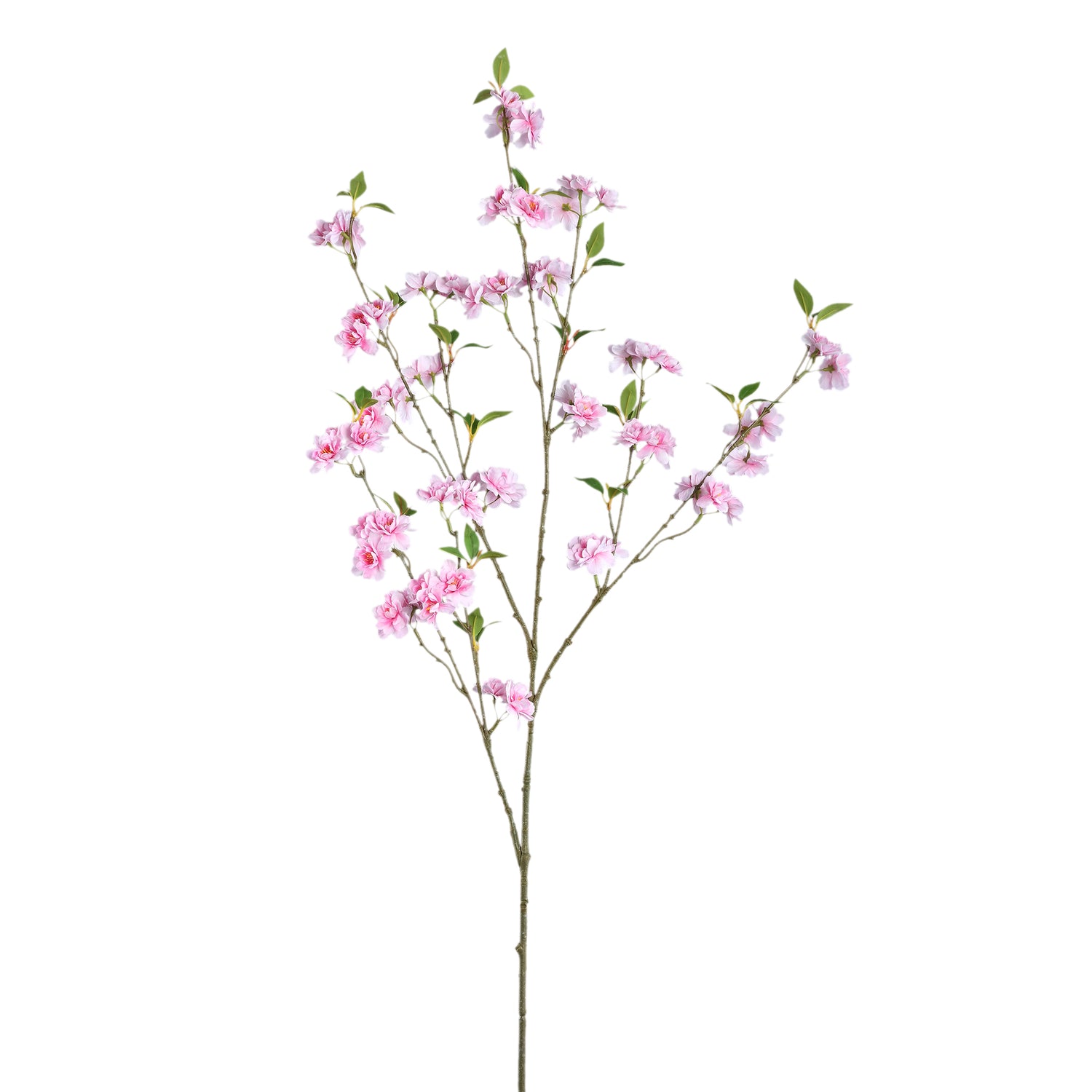 Blossom Flower Pink Blossom Spray