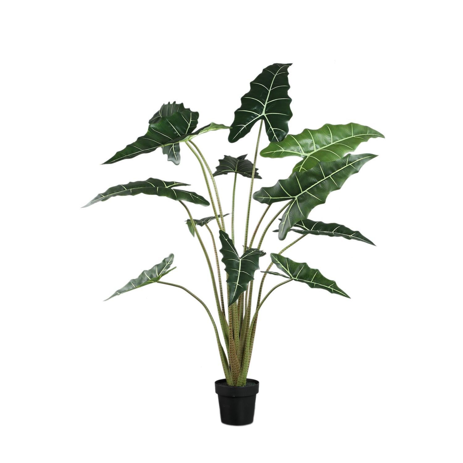 Leaves Plant Green Alocasia Plant In Pot L