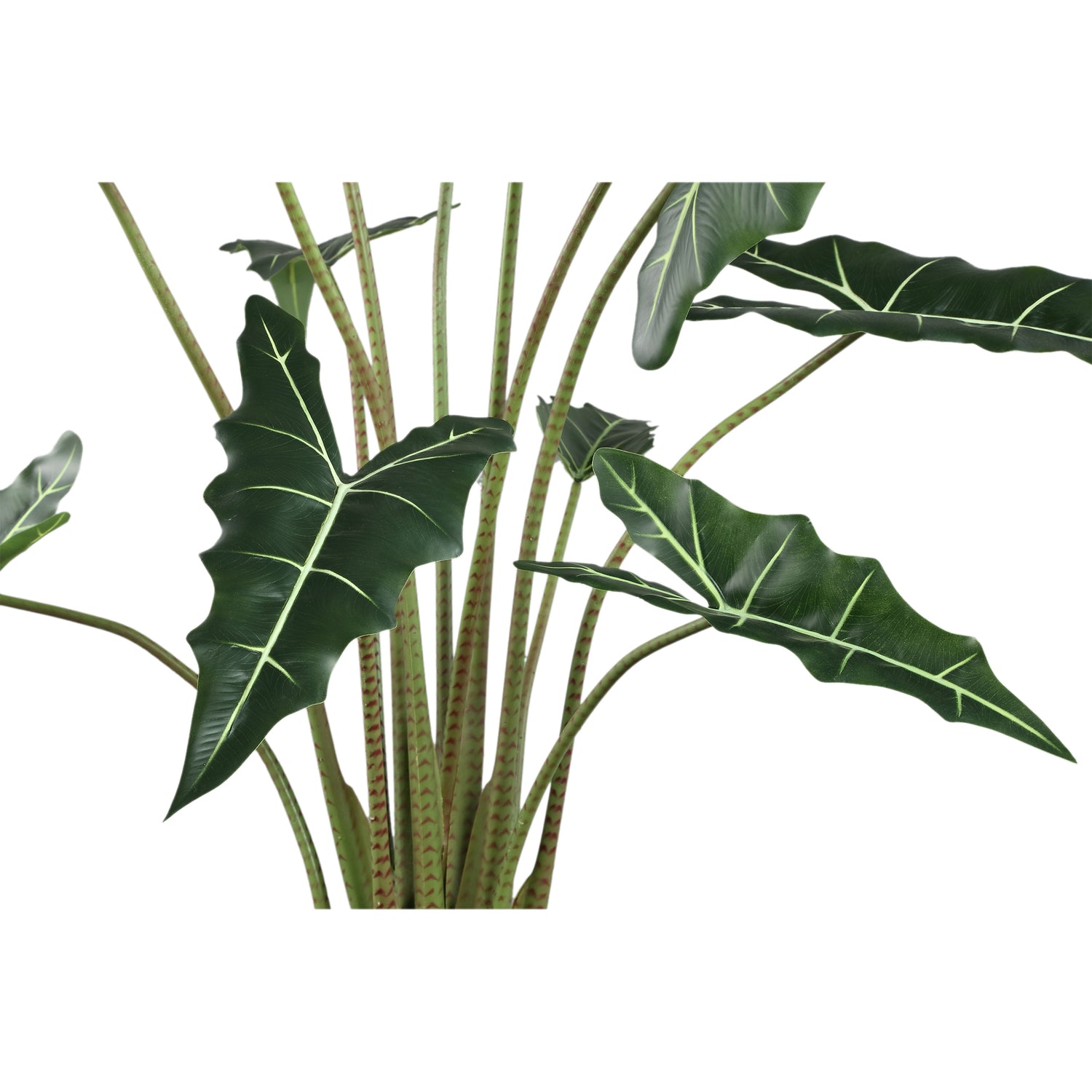 Leaves Plant Green Alocasia Plant In Pot L