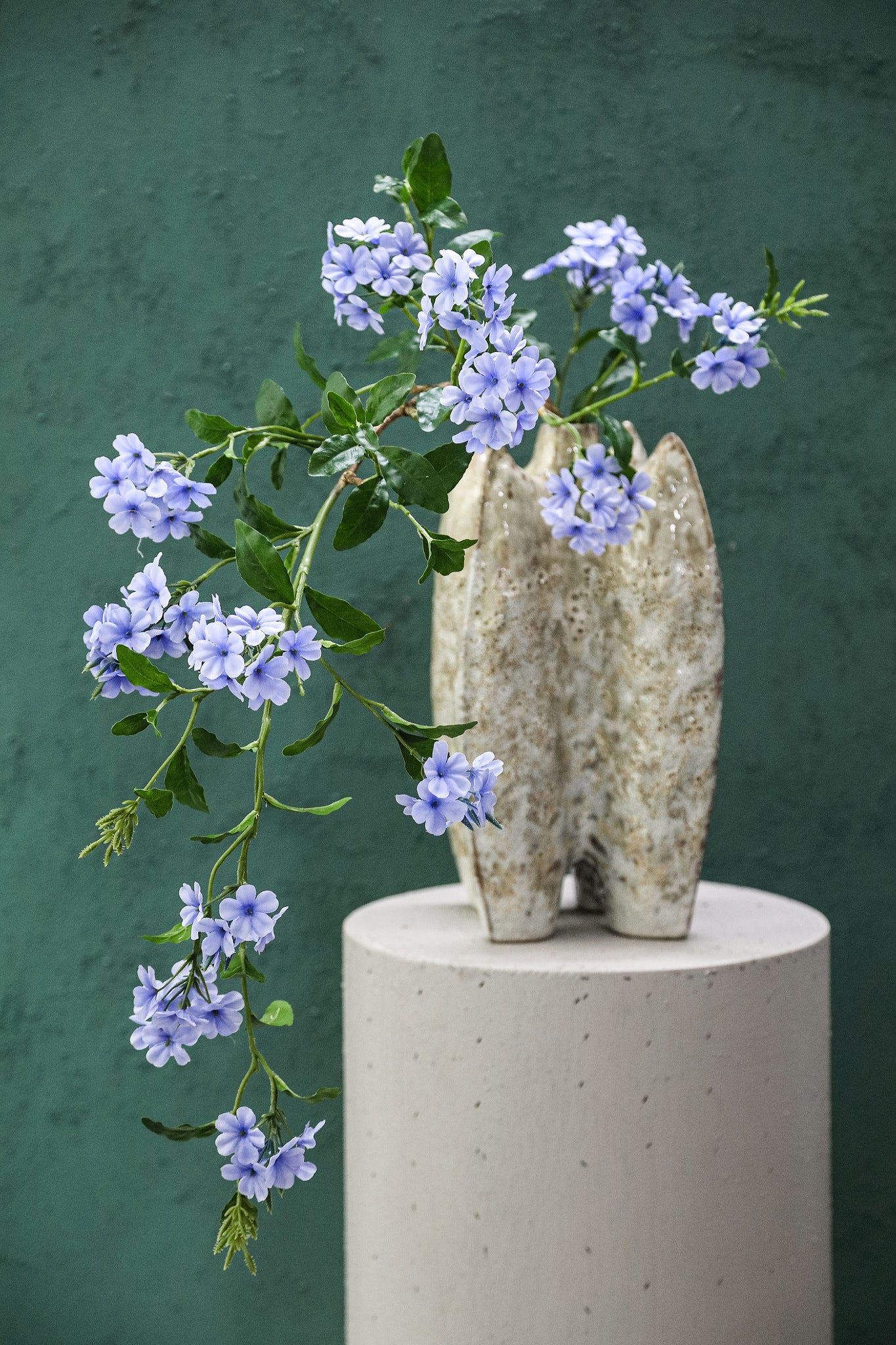 Garden Flower Blue Plumbago Twig With Leaves