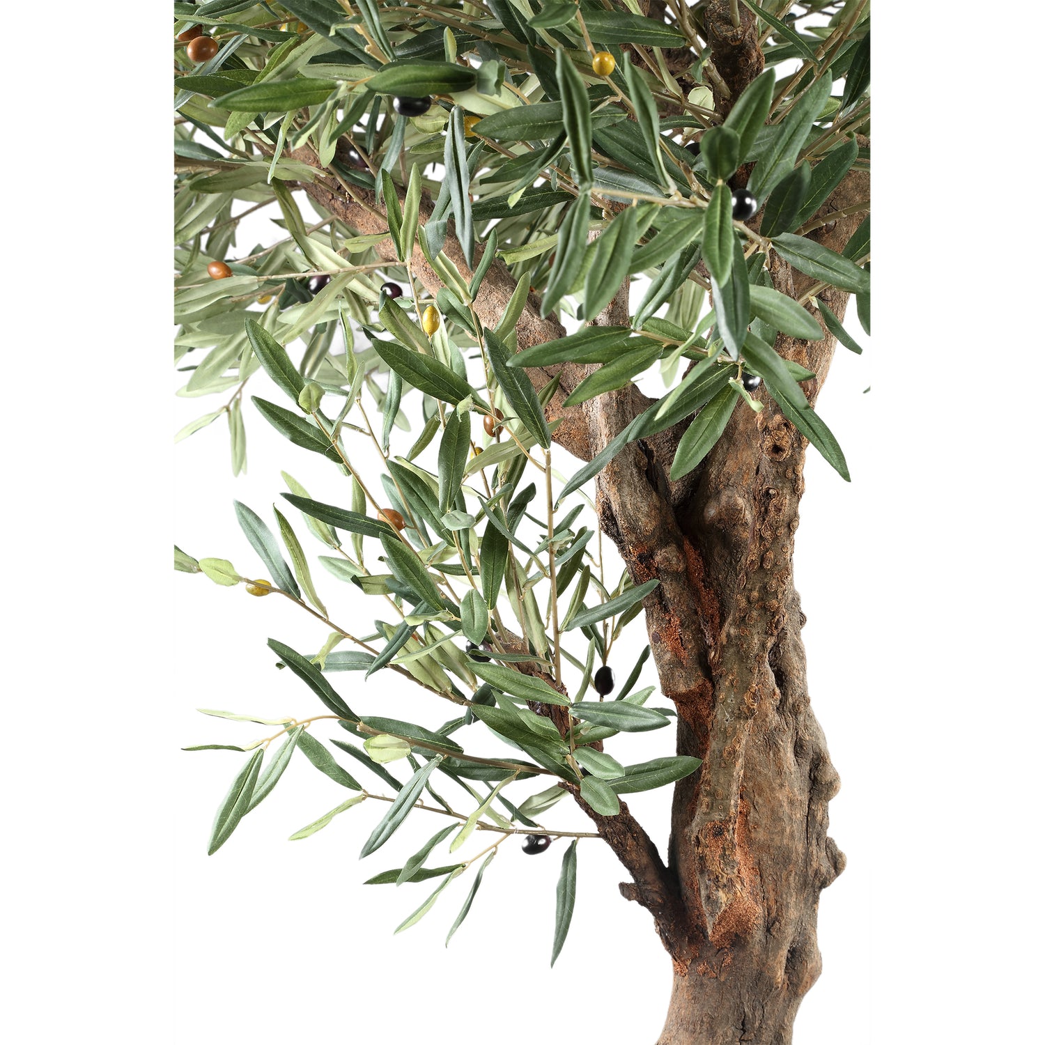Tree Green Olive Tree In Pot 210cm