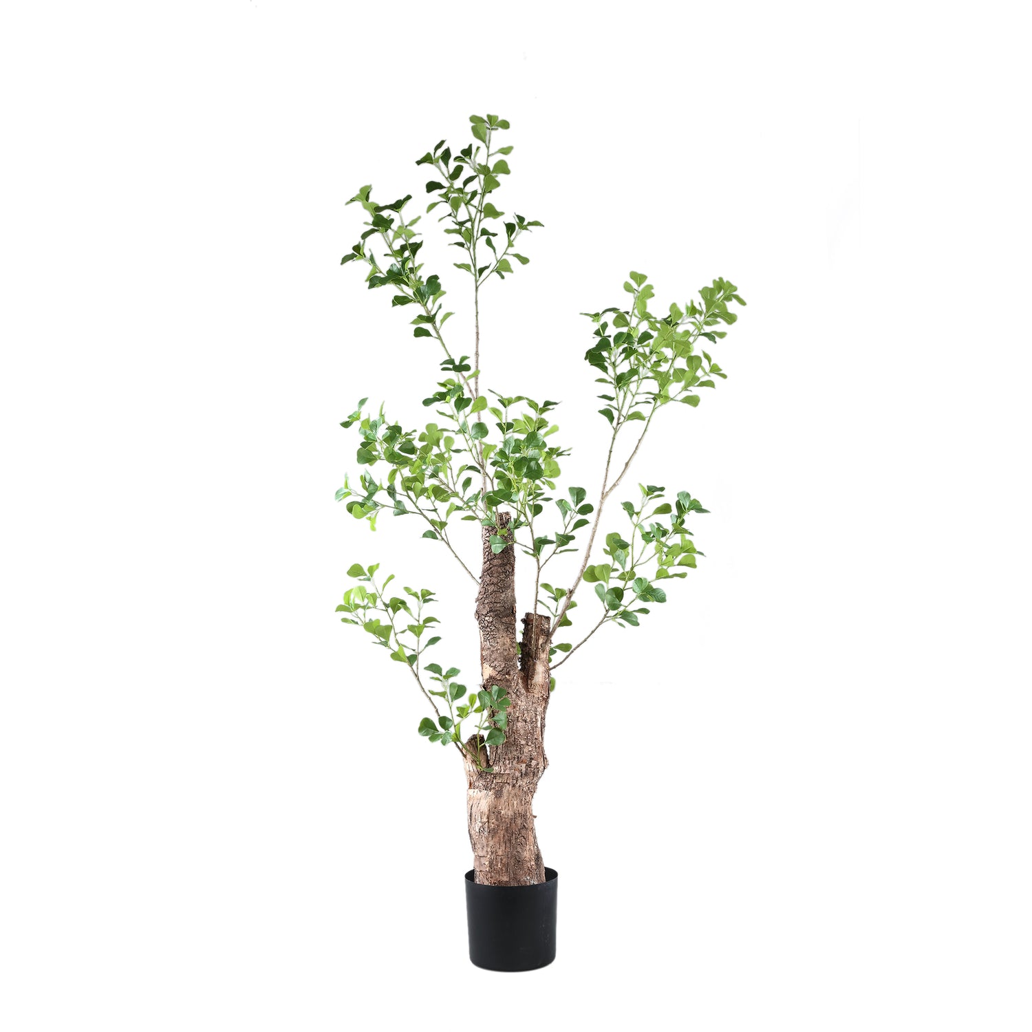 Tree Green Triangularis Tree In Pot 180cm