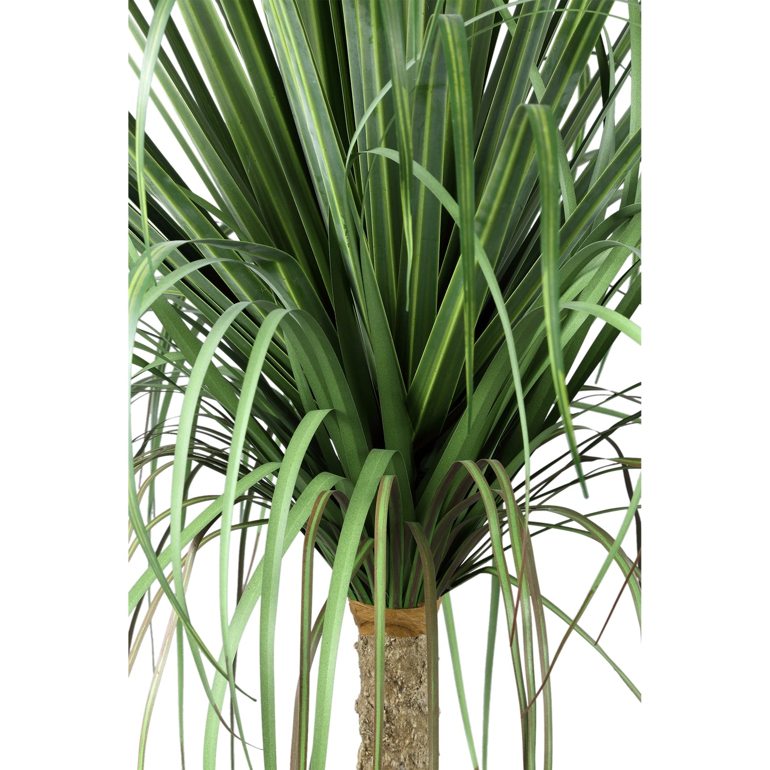 Leaves Plant Green Onion Grass On Coconut Tree A